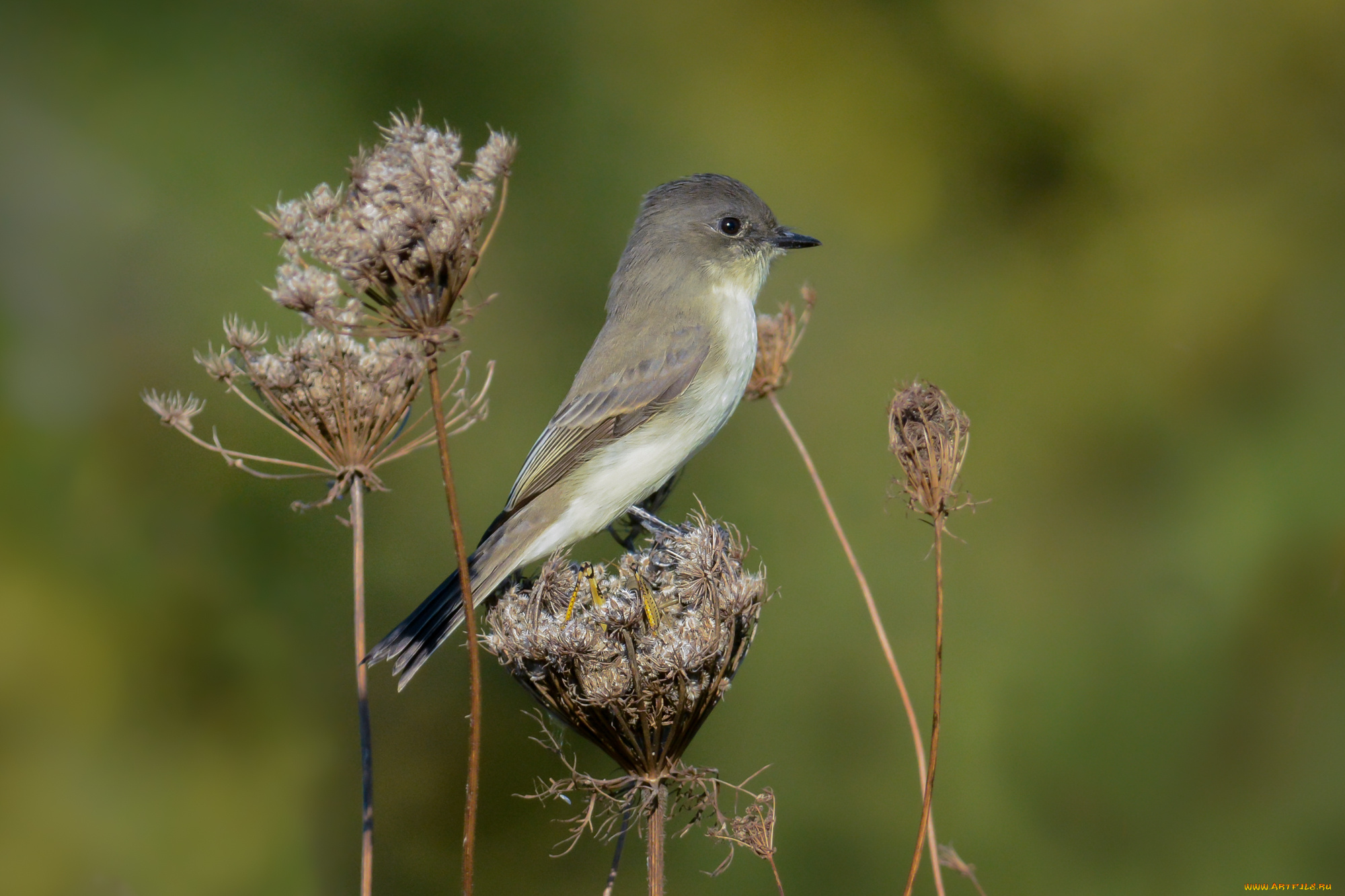 животные, птицы, птичка