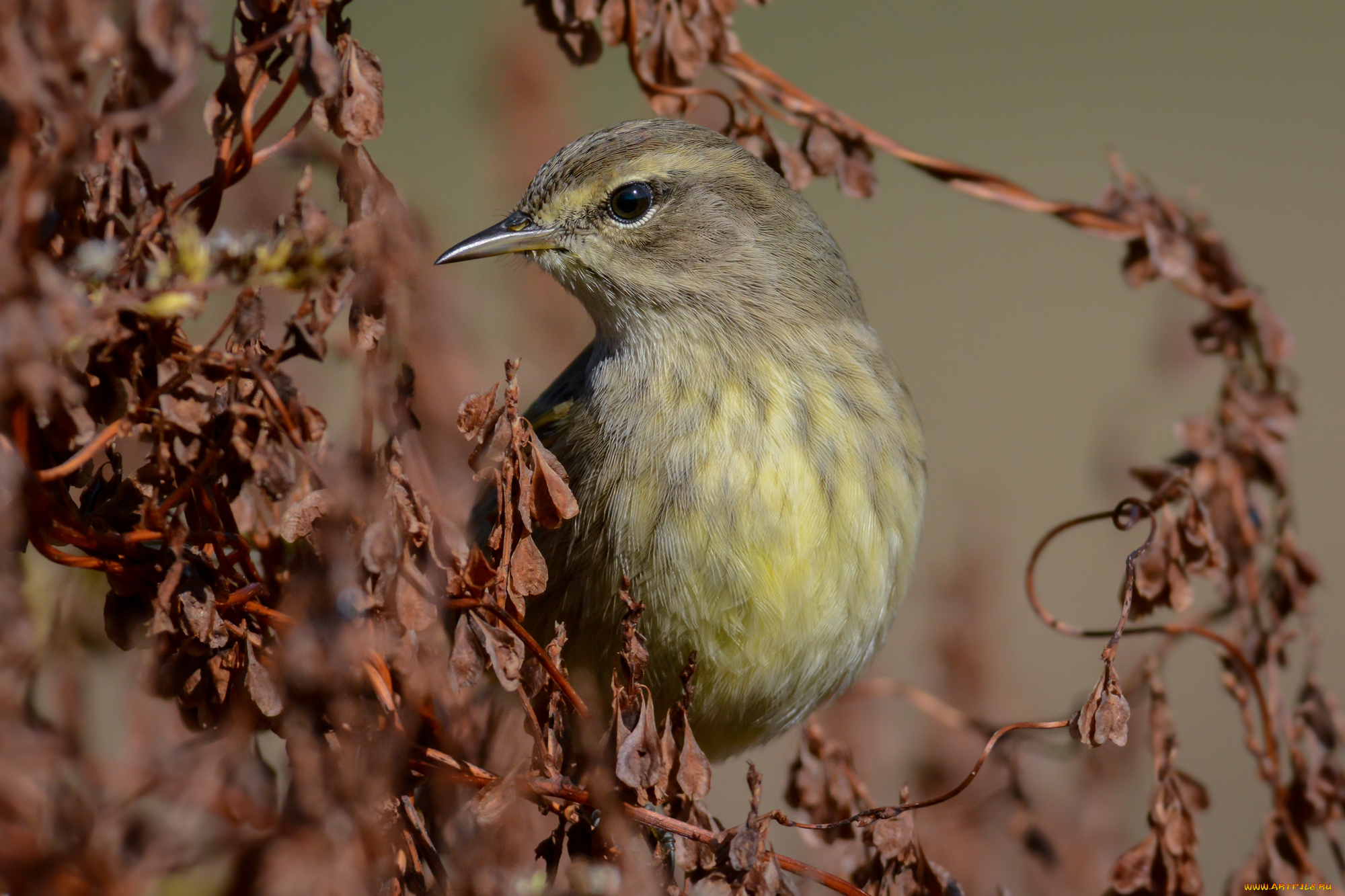 животные, птицы, птичка