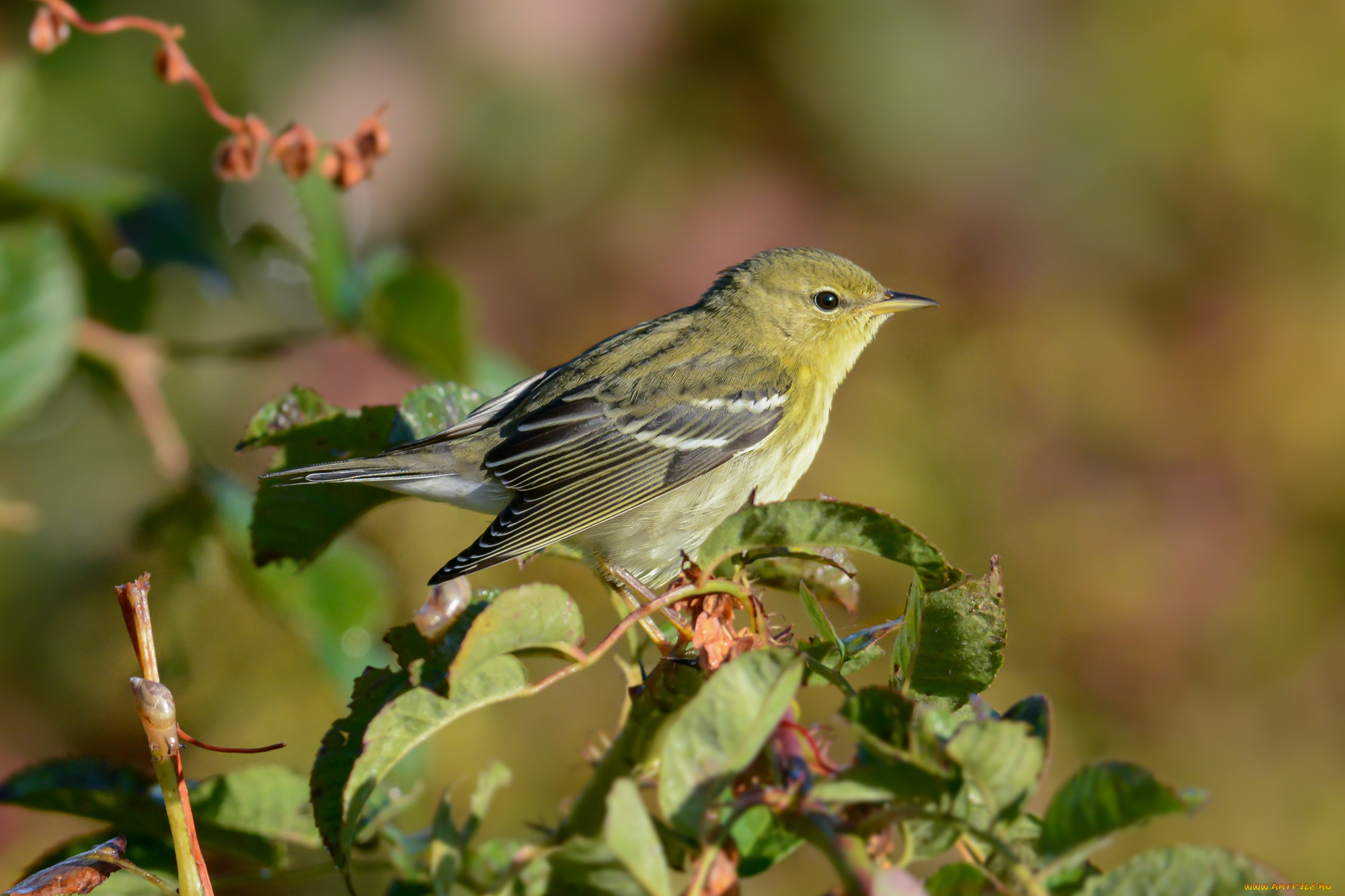 животные, птицы, птичка