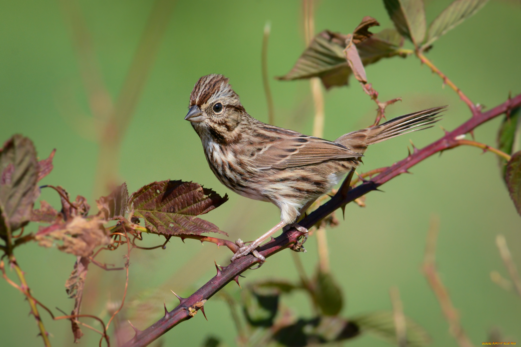 животные, птицы, птичка