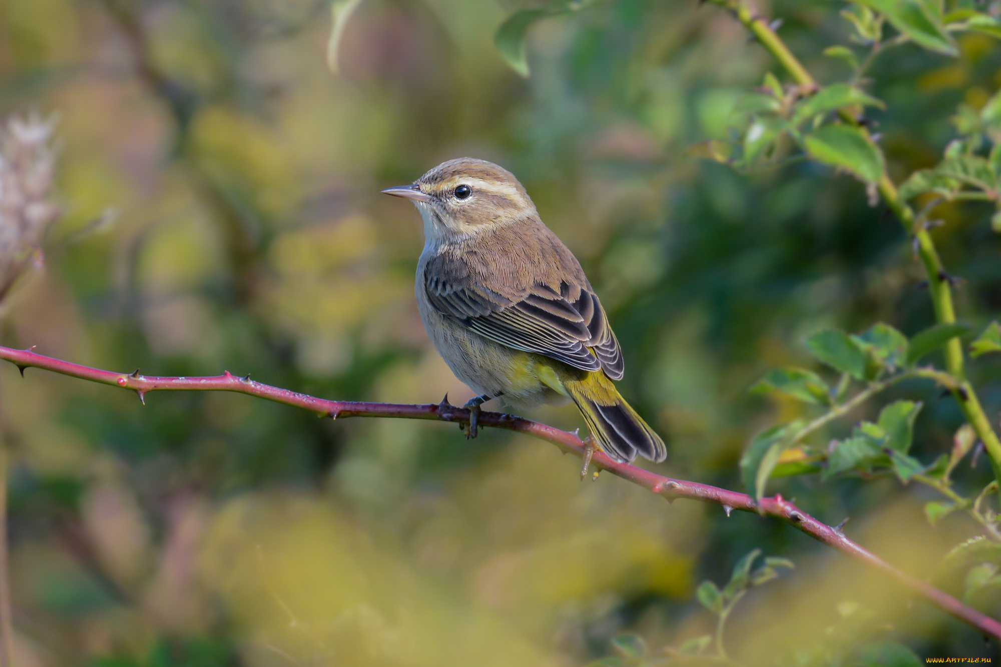 животные, птицы, птичка