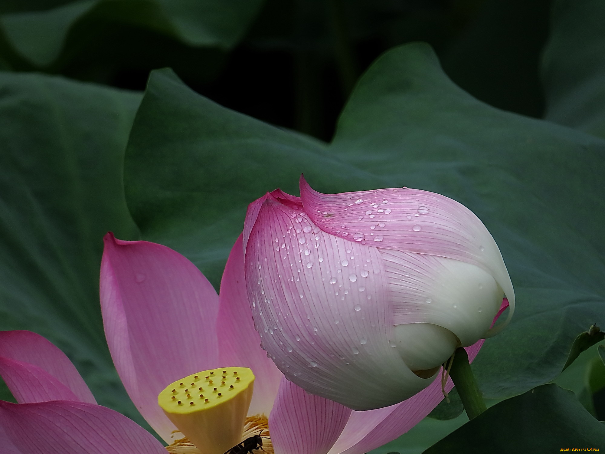 цветы, лотосы, лепестки, цветок, фон