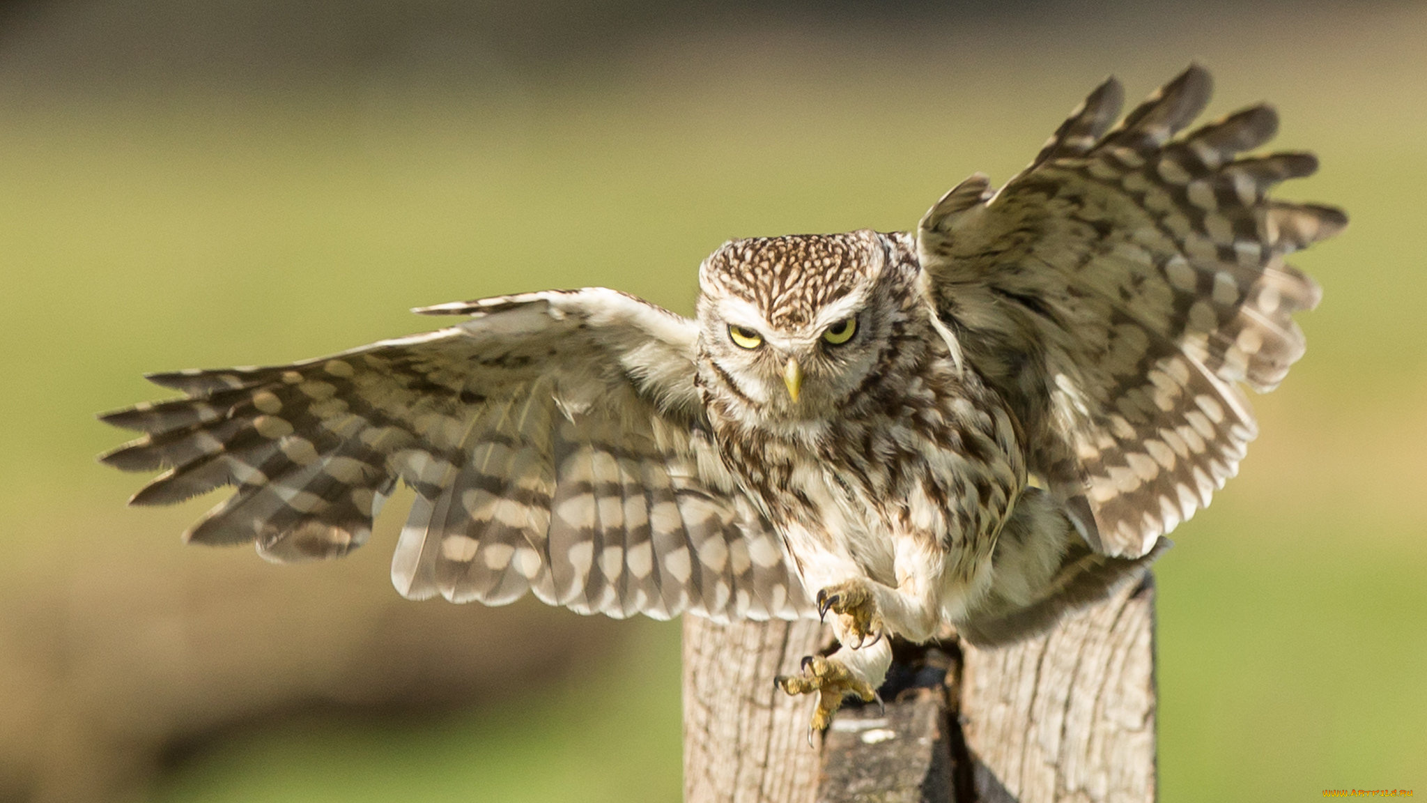 животные, совы, птичка