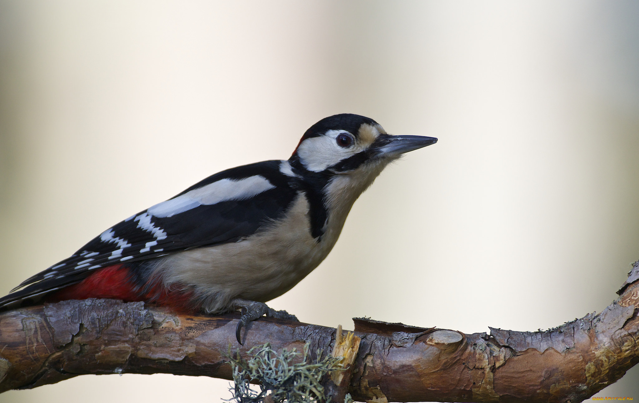животные, дятлы, птичка