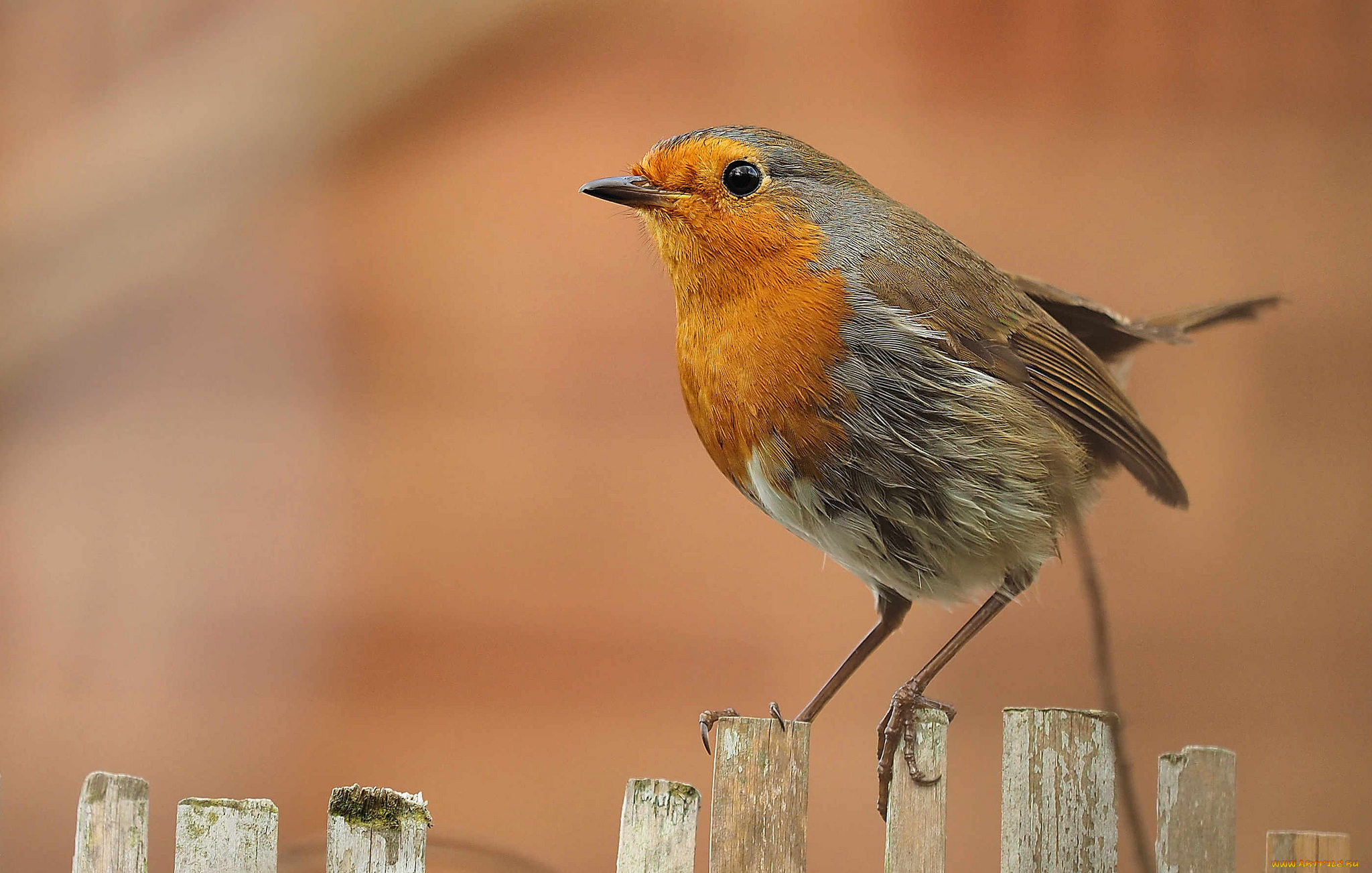 животные, птицы, птичка