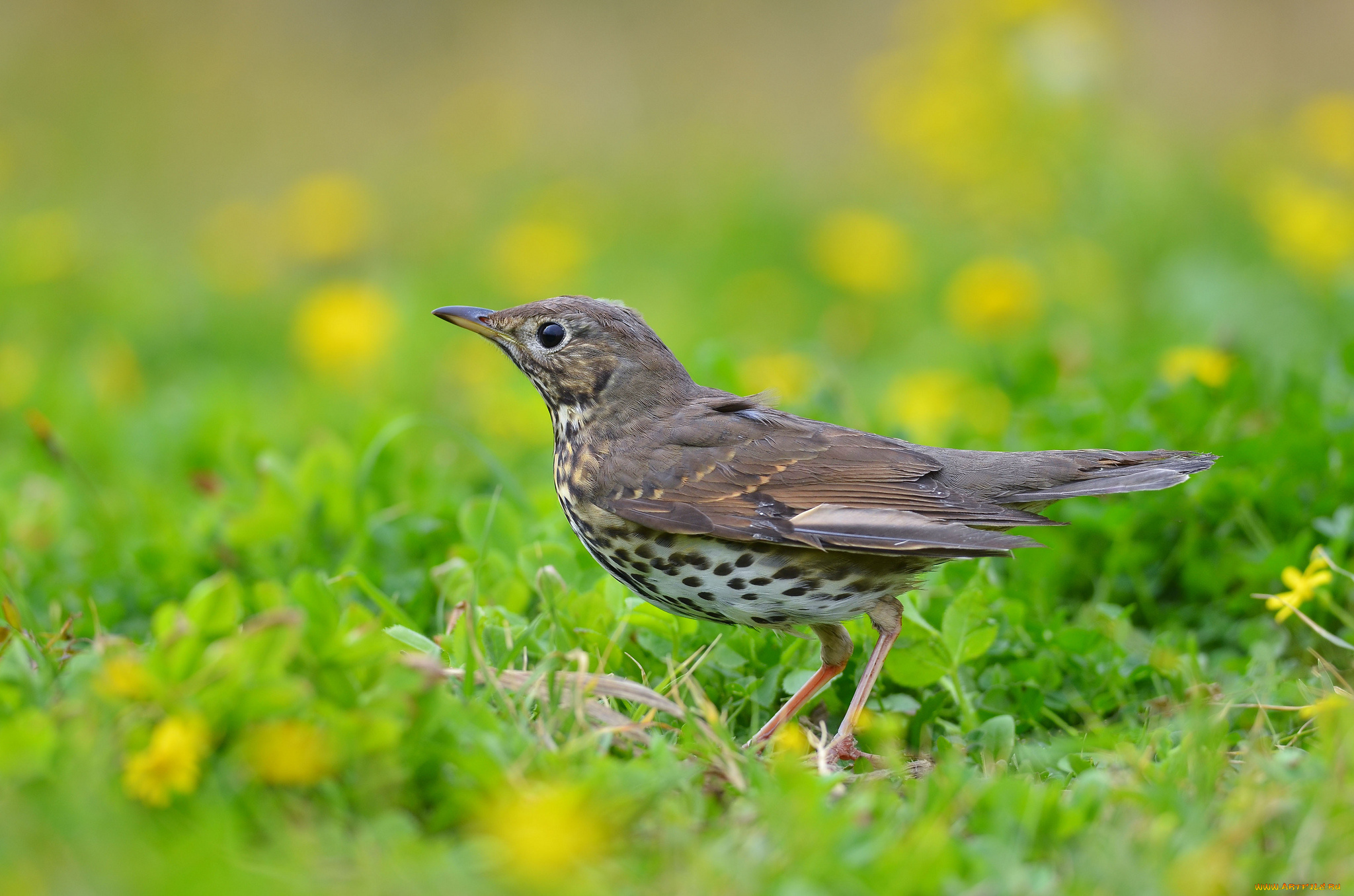 животные, птицы, птичка