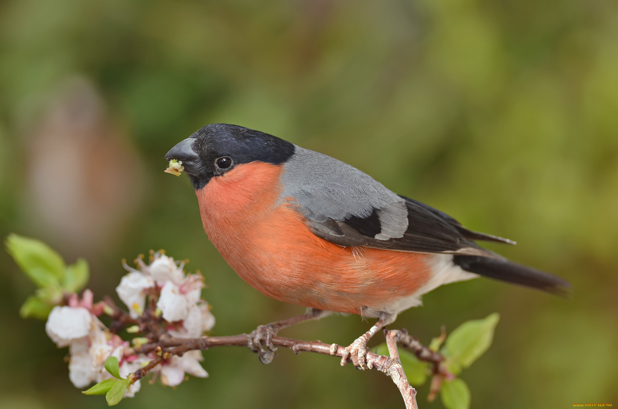 животные, снегири, птичка