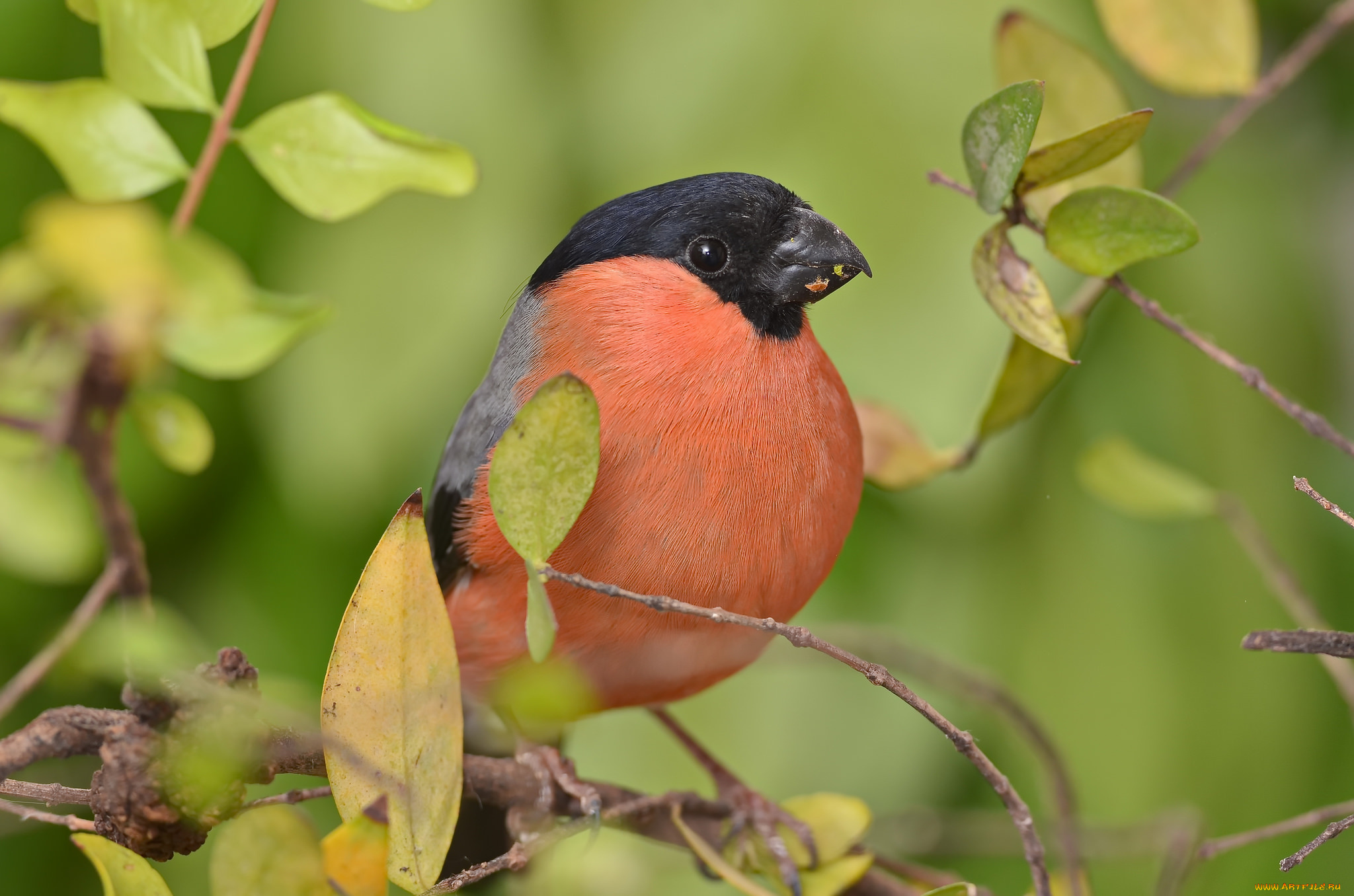 животные, снегири, птичка