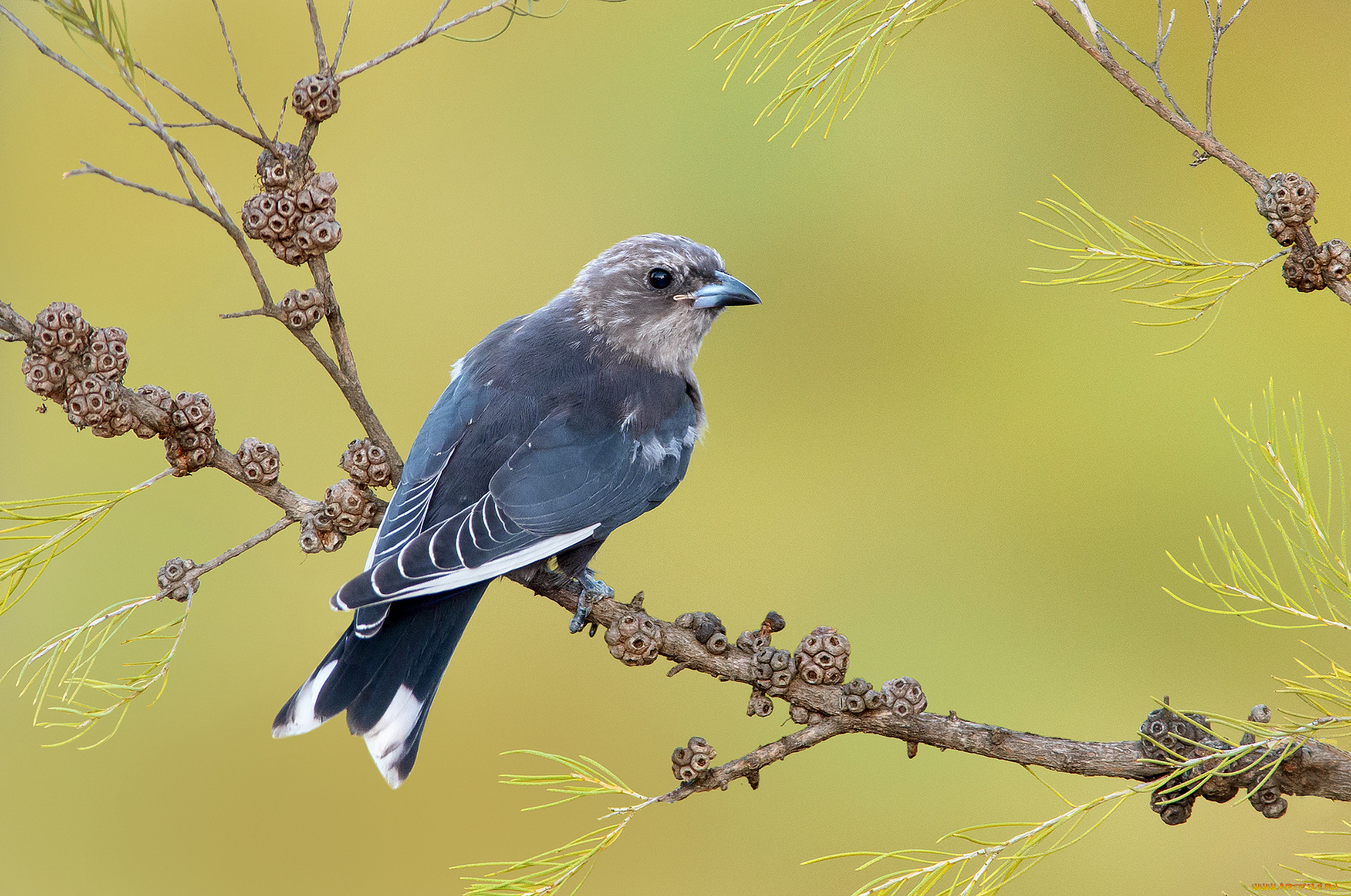 животные, птицы, -, хищники, птичка