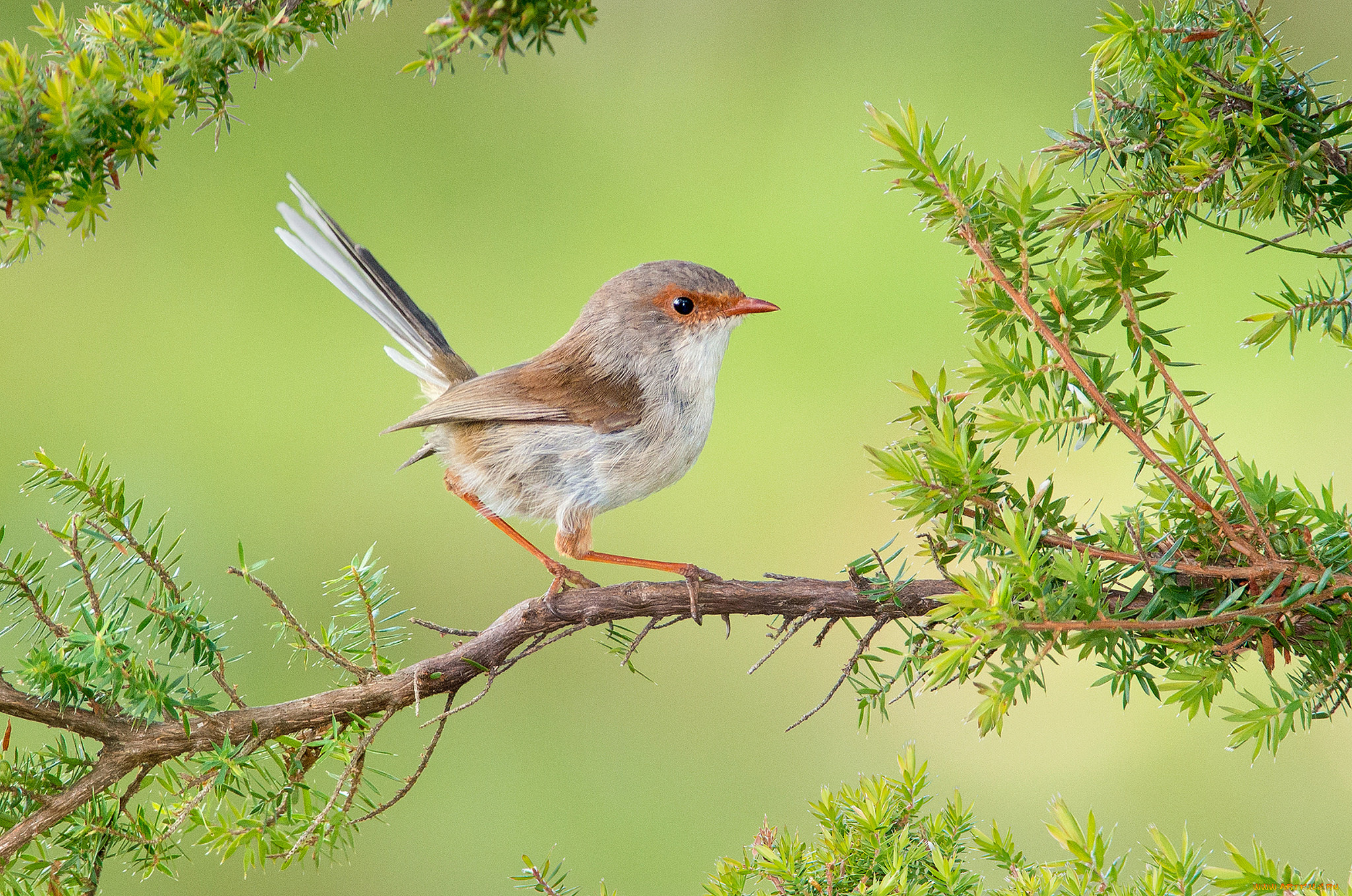 животные, птицы, птичка