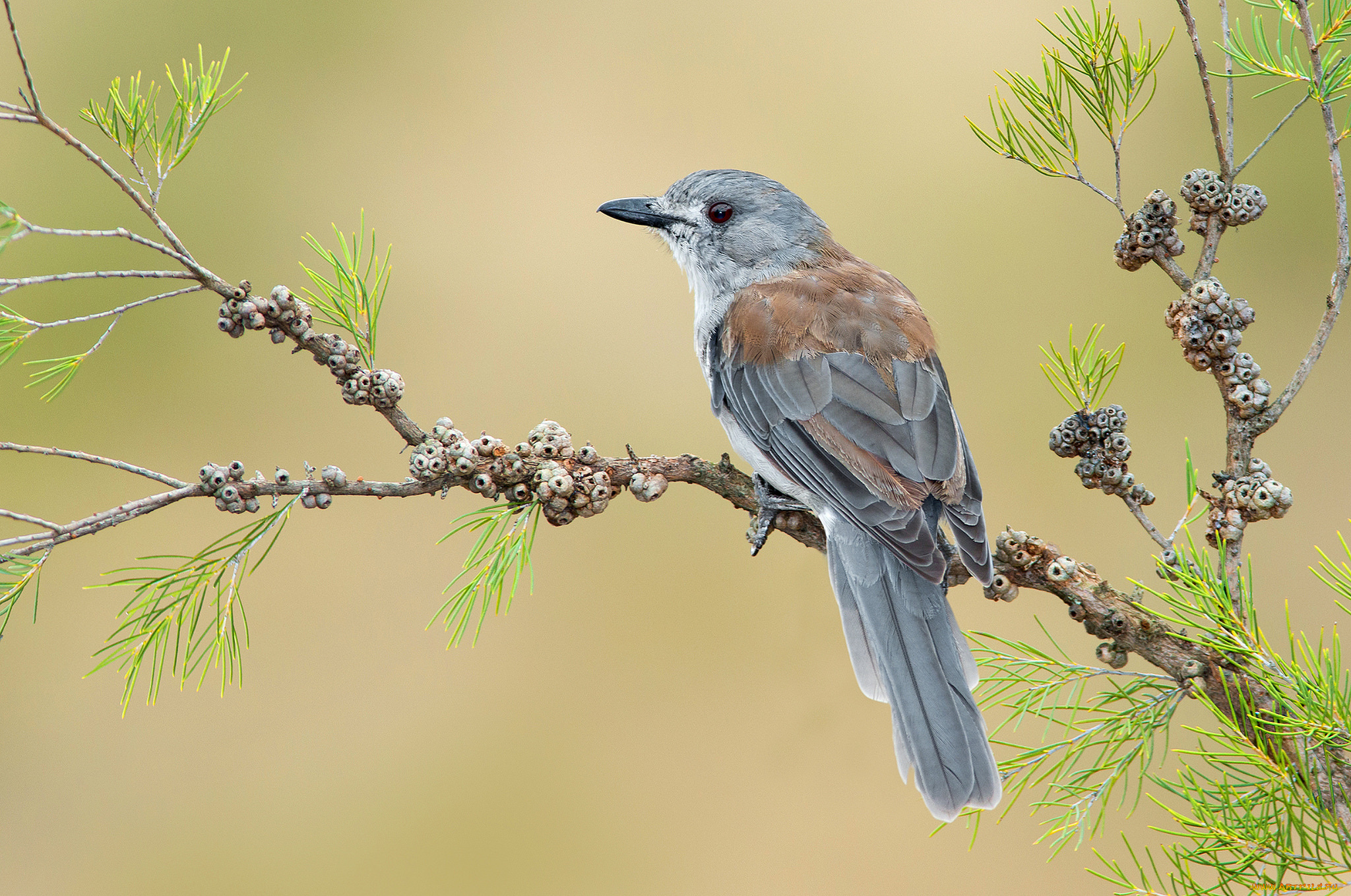 животные, птицы, птичка