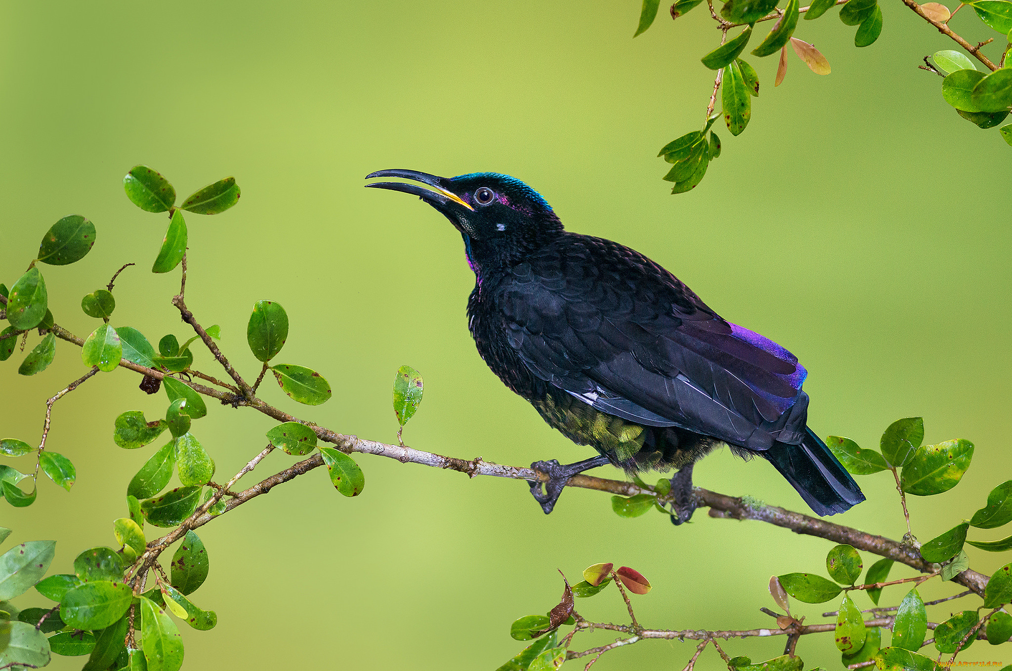 животные, птицы, птичка