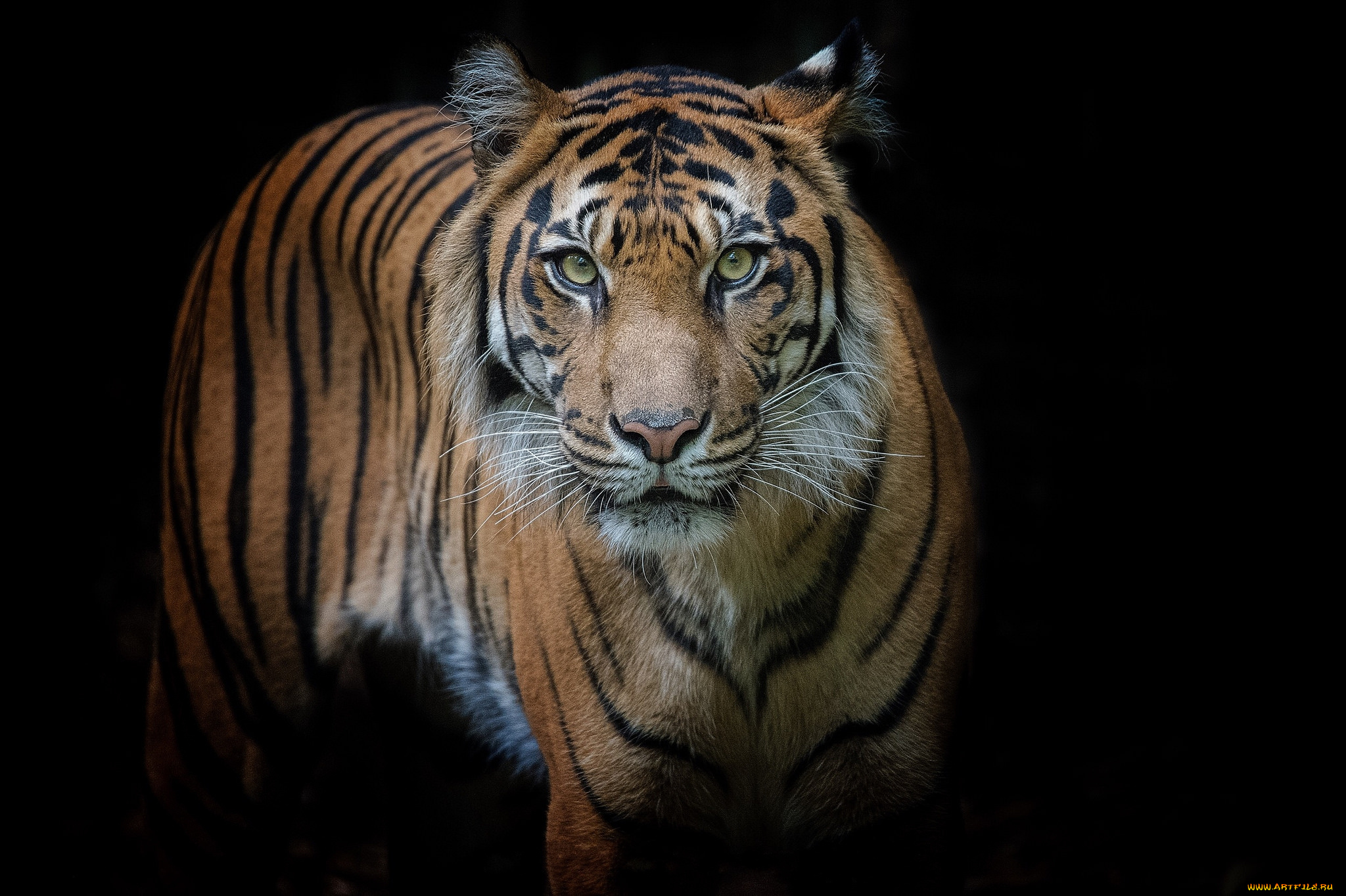 животные, тигры, хищник