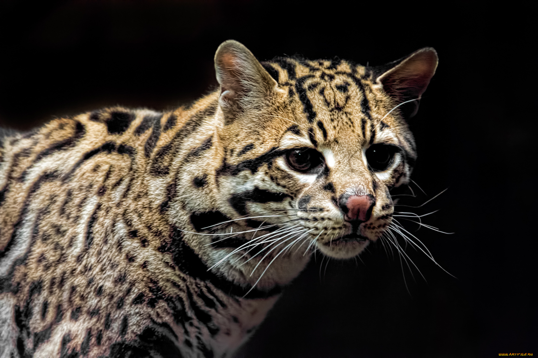 ocelot, животные, оцелоты, киса