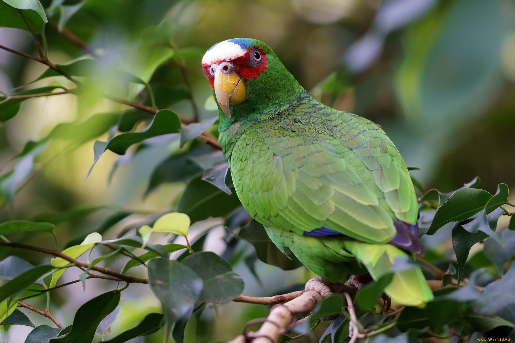 животные, попугаи, птичка
