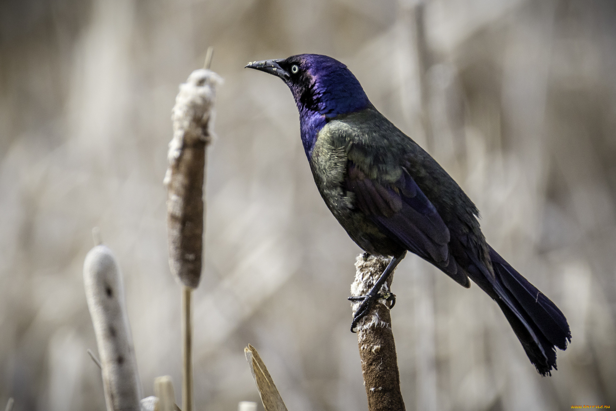 животные, птицы, птичка