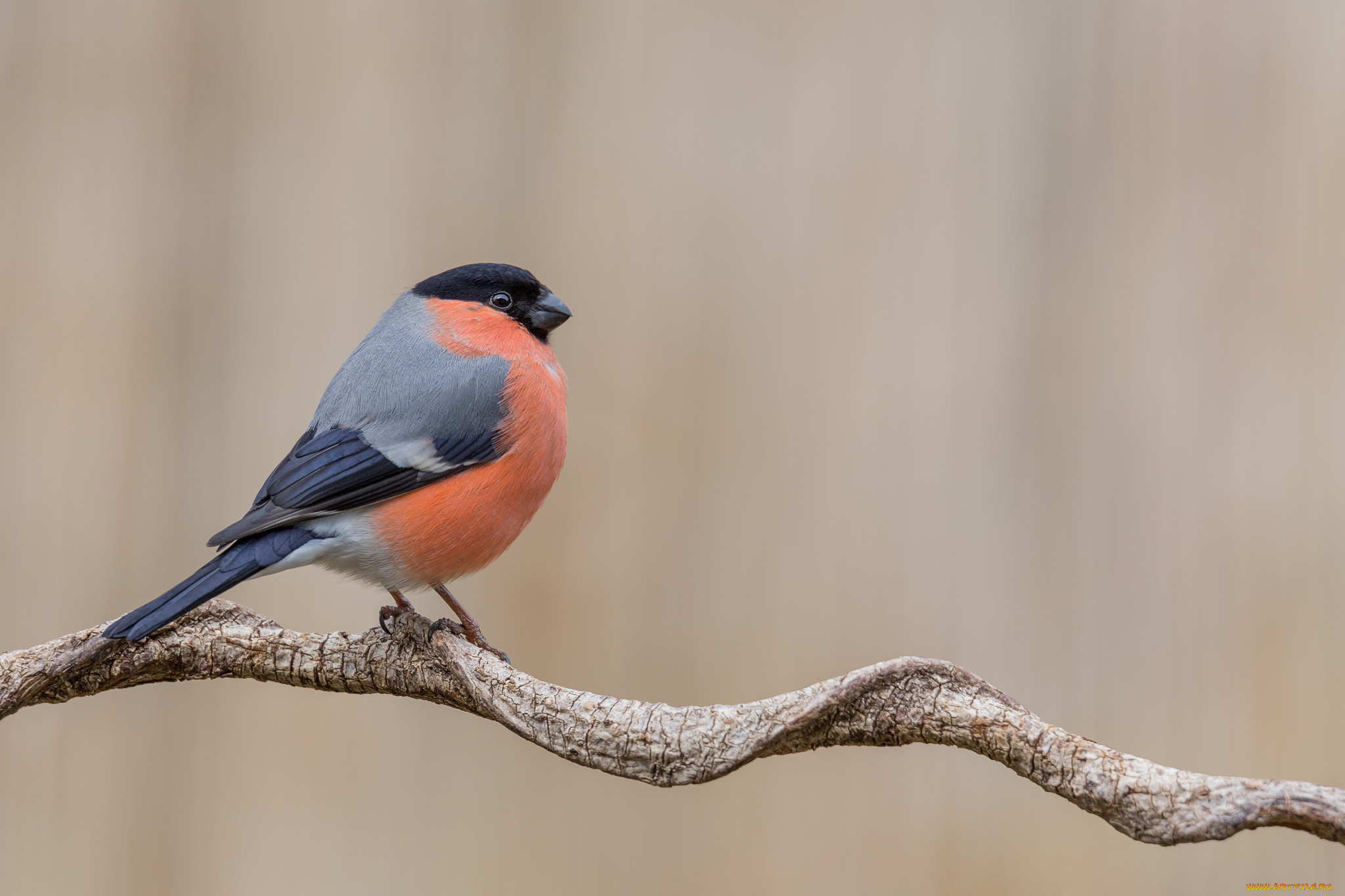 животные, снегири, птичка