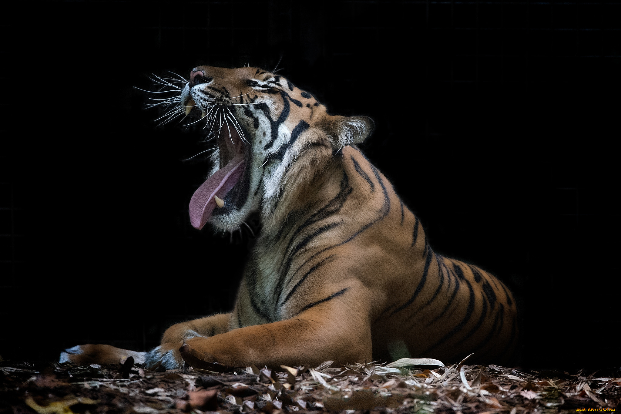 животные, тигры, хищник