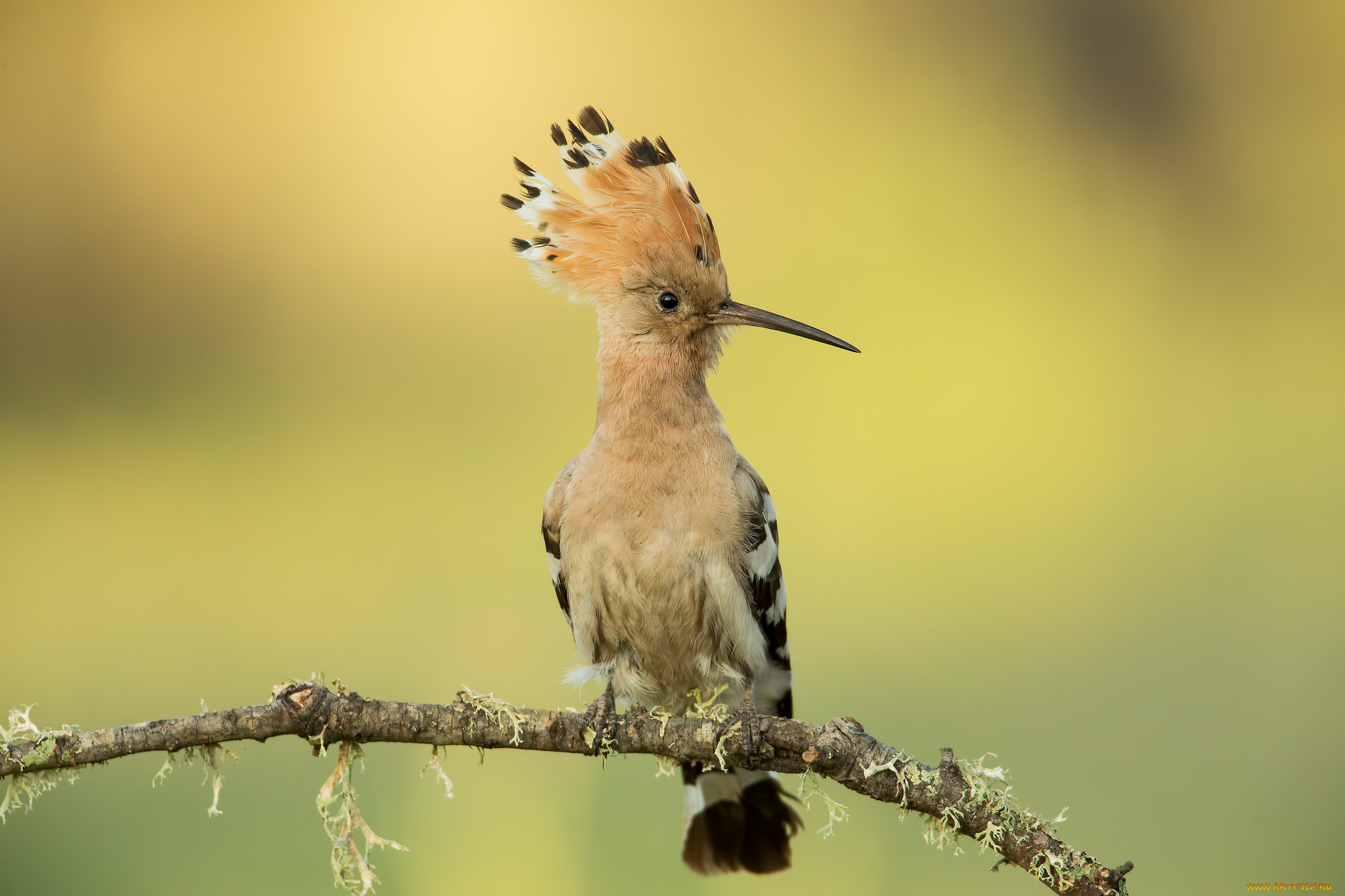 животные, удоды, птичка