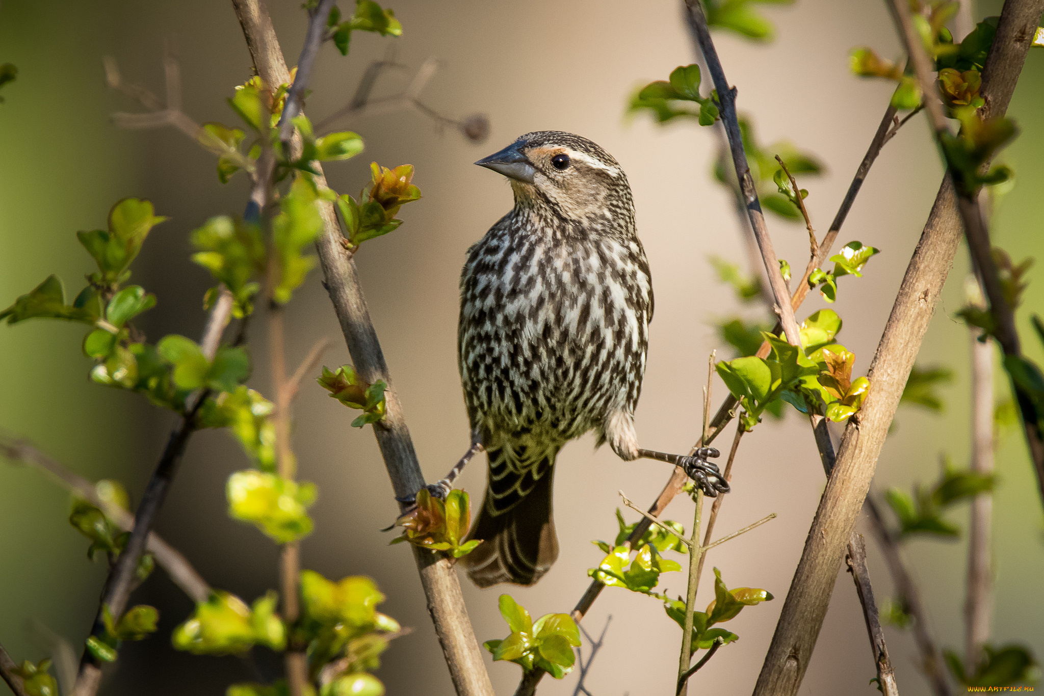 животные, птицы, птичка