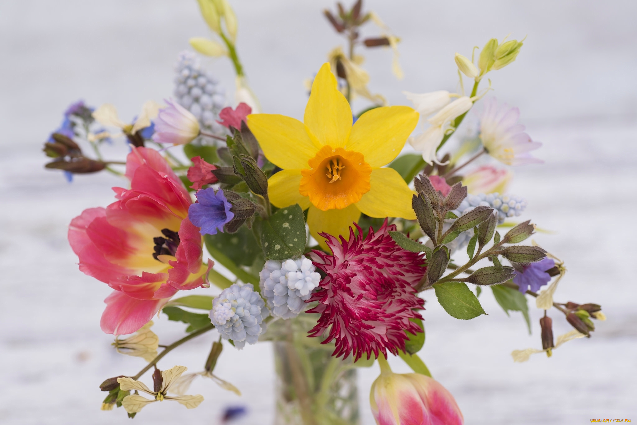 цветы, букеты, , композиции, ветреница, мускари, астра, нарцисс, весенний, букет, тюльпан, ночная, фиалка