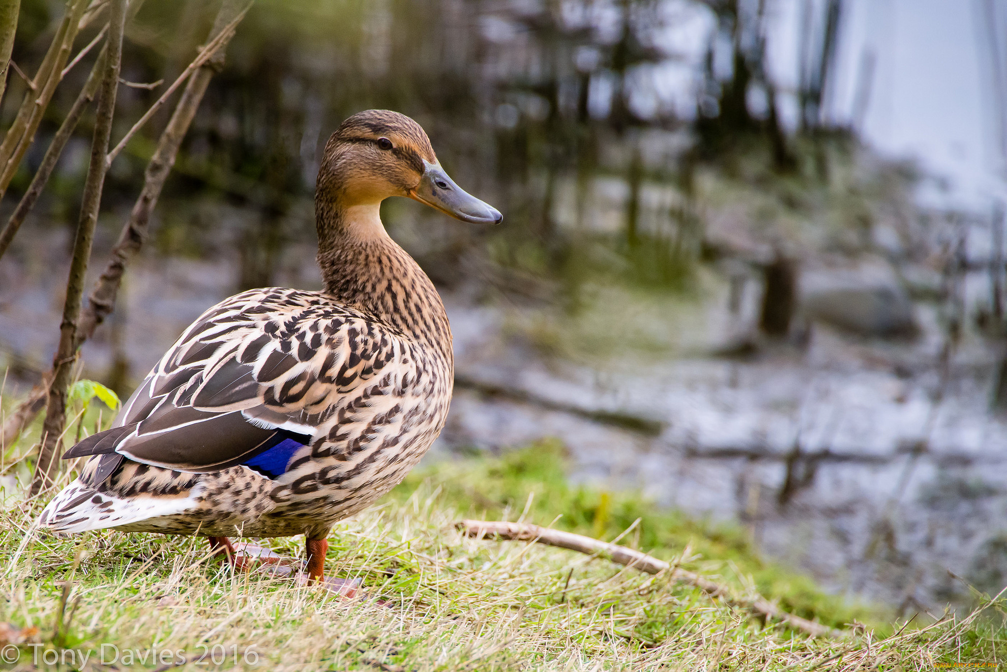 животные, утки, птичка
