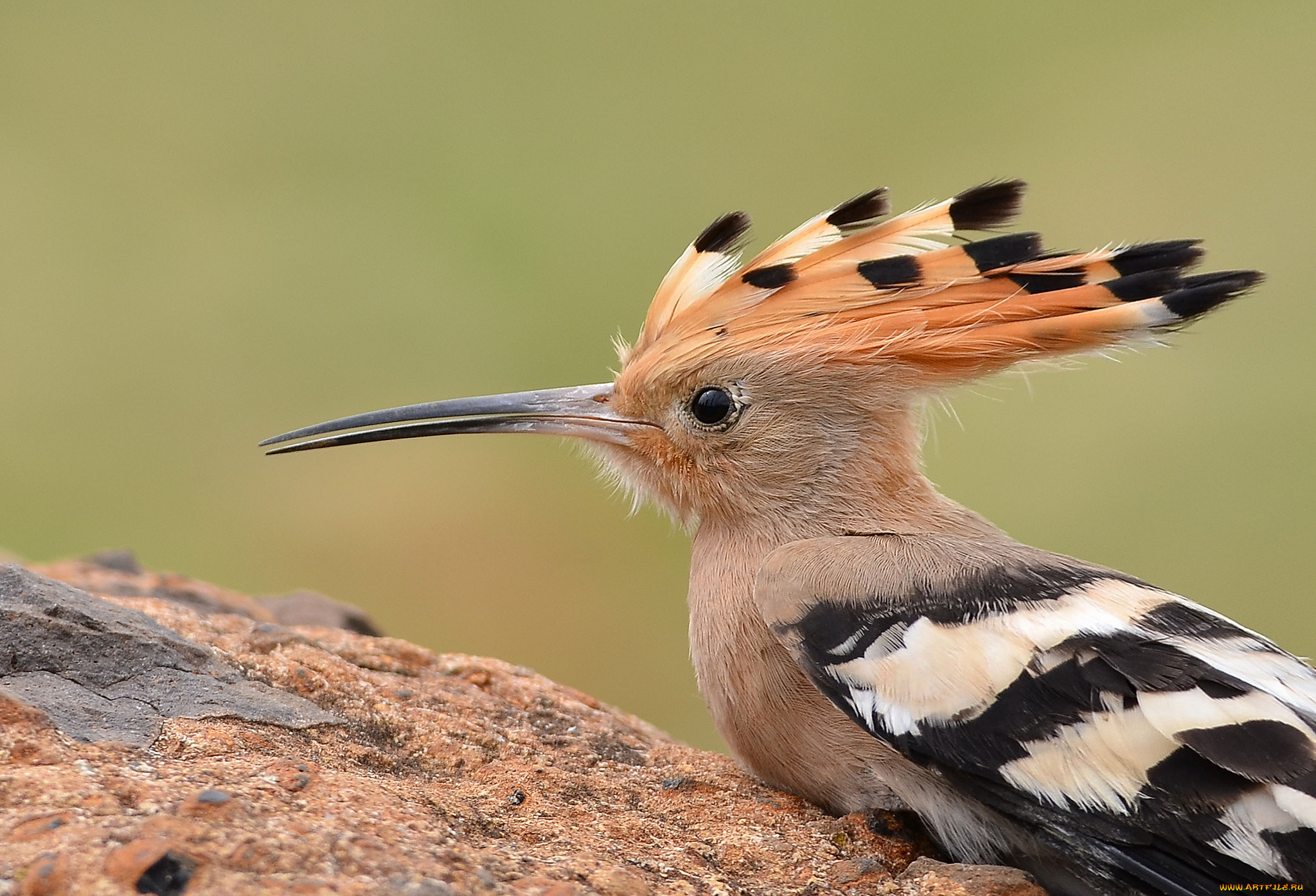 животные, удоды, птичка