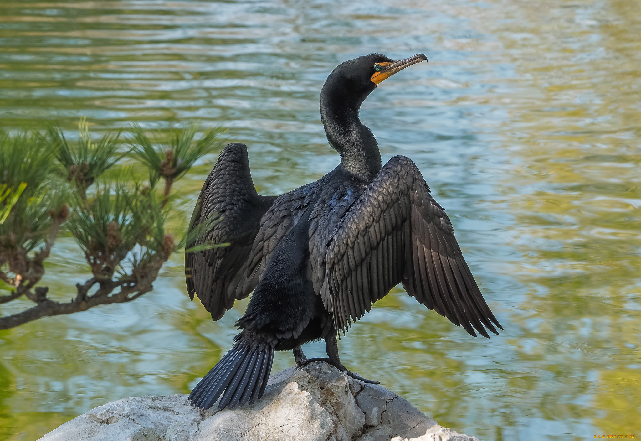 животные, Чайки, , бакланы, , крачки, птичка