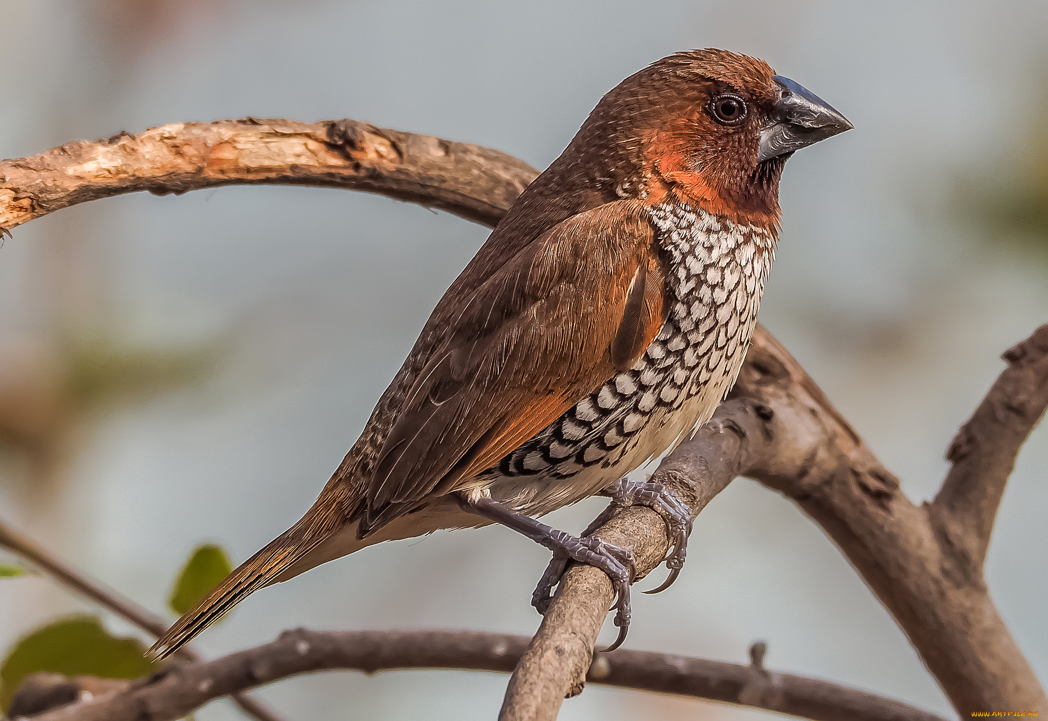 животные, птицы, птичка