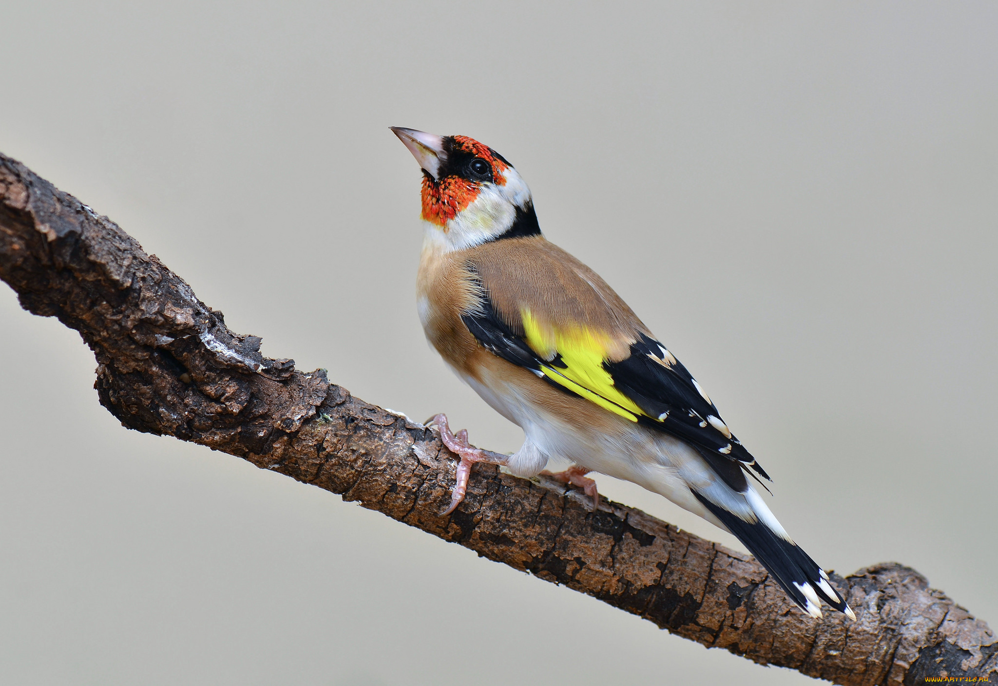 животные, щеглы, , чижи, птичка
