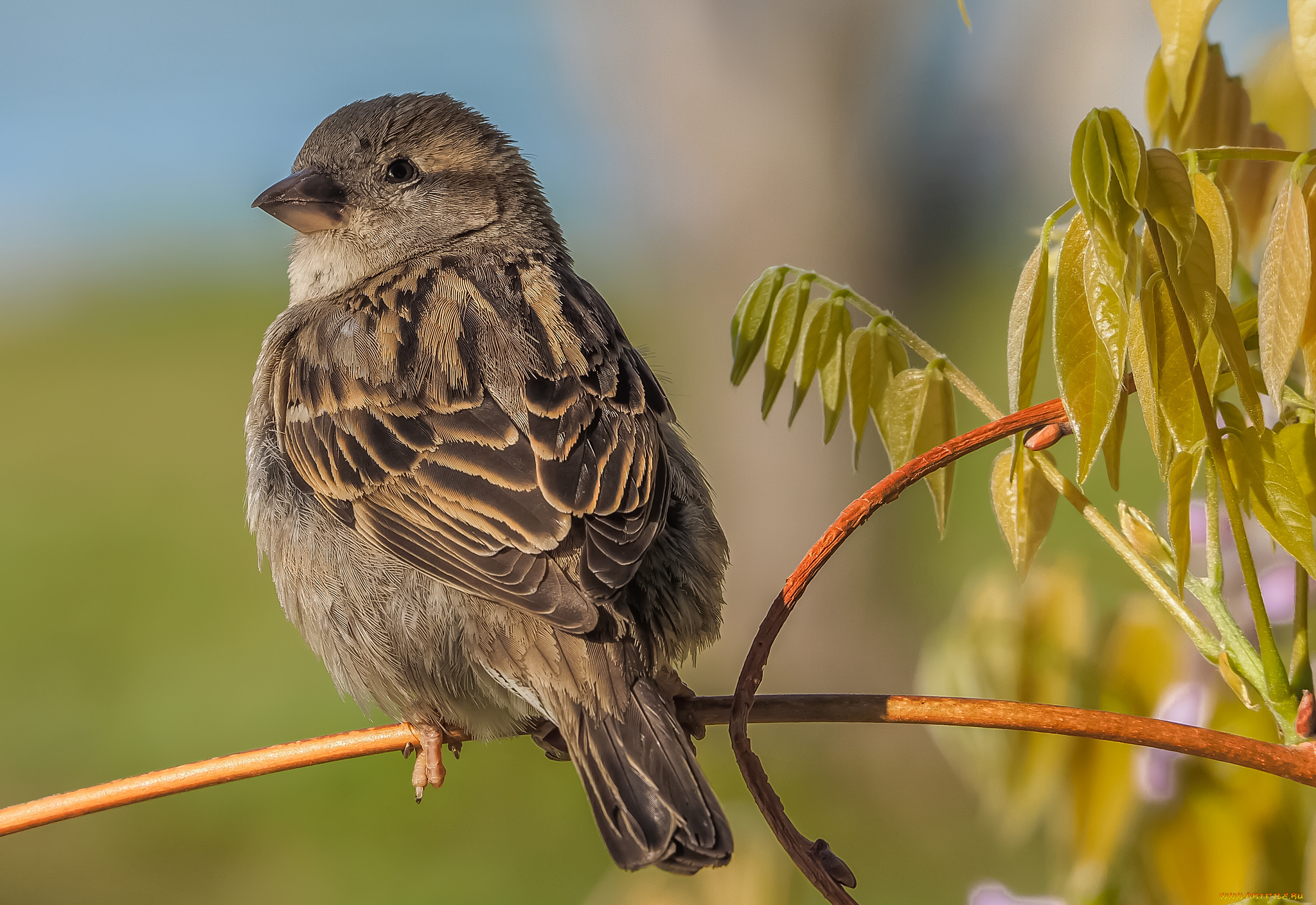 животные, воробьи, птичка