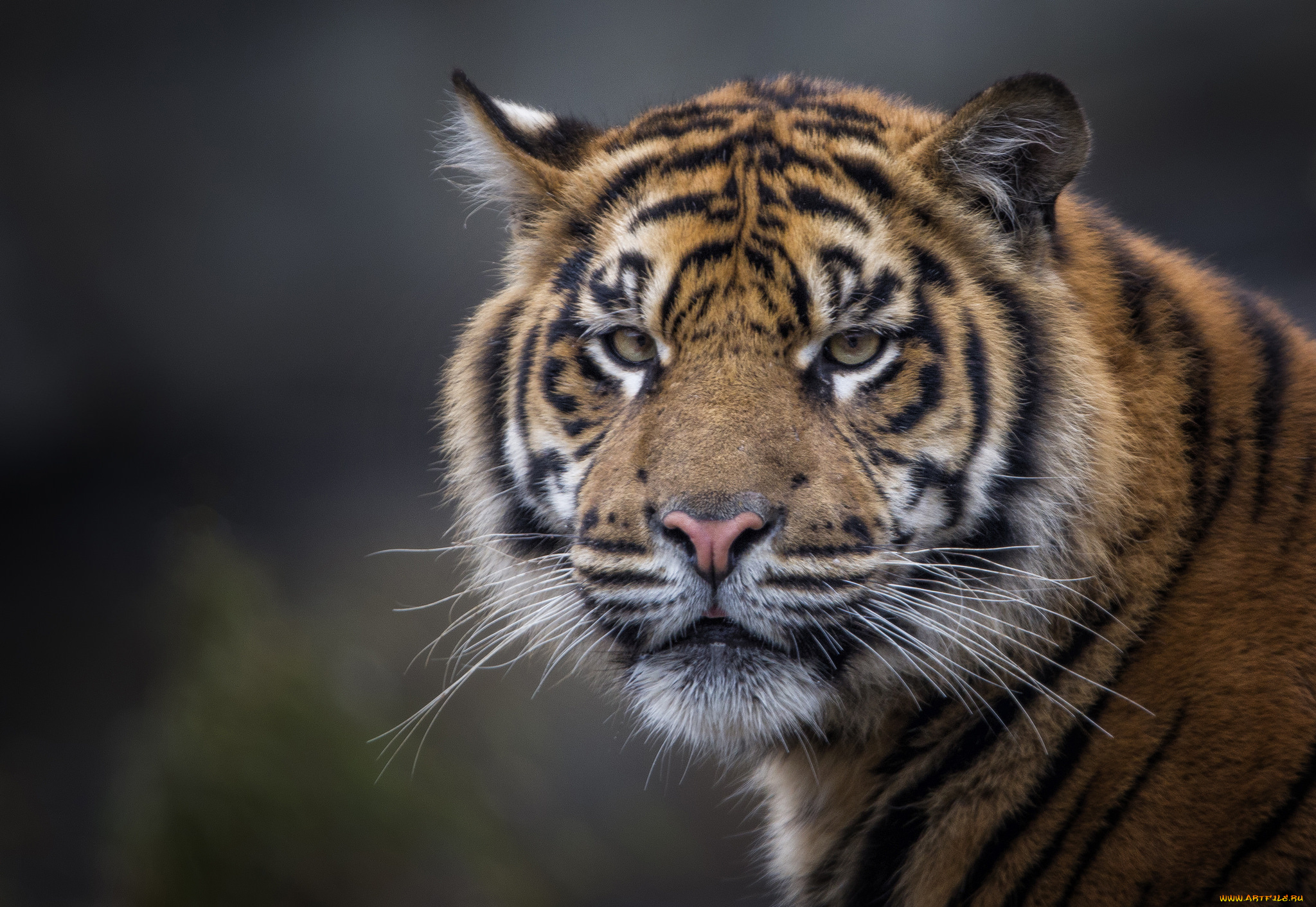 животные, тигры, хищник