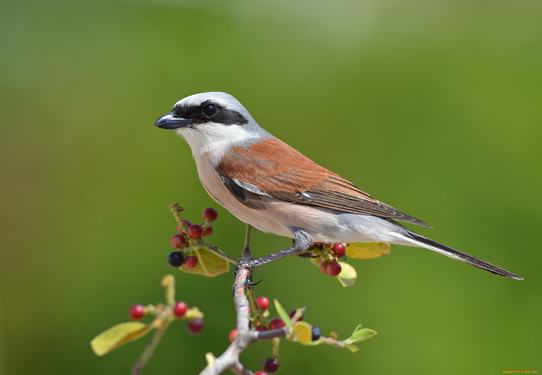 животные, птицы, птичка