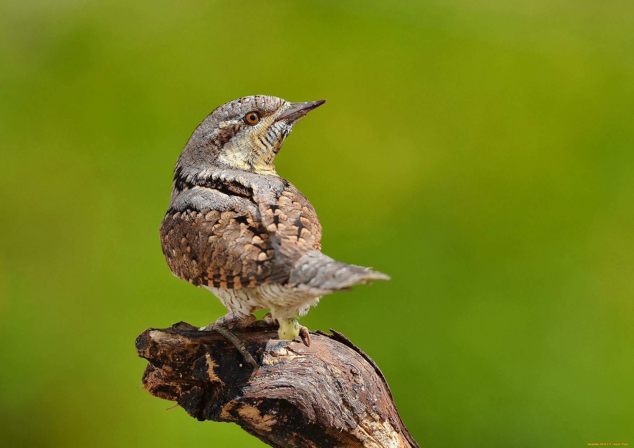животные, птицы, птичка