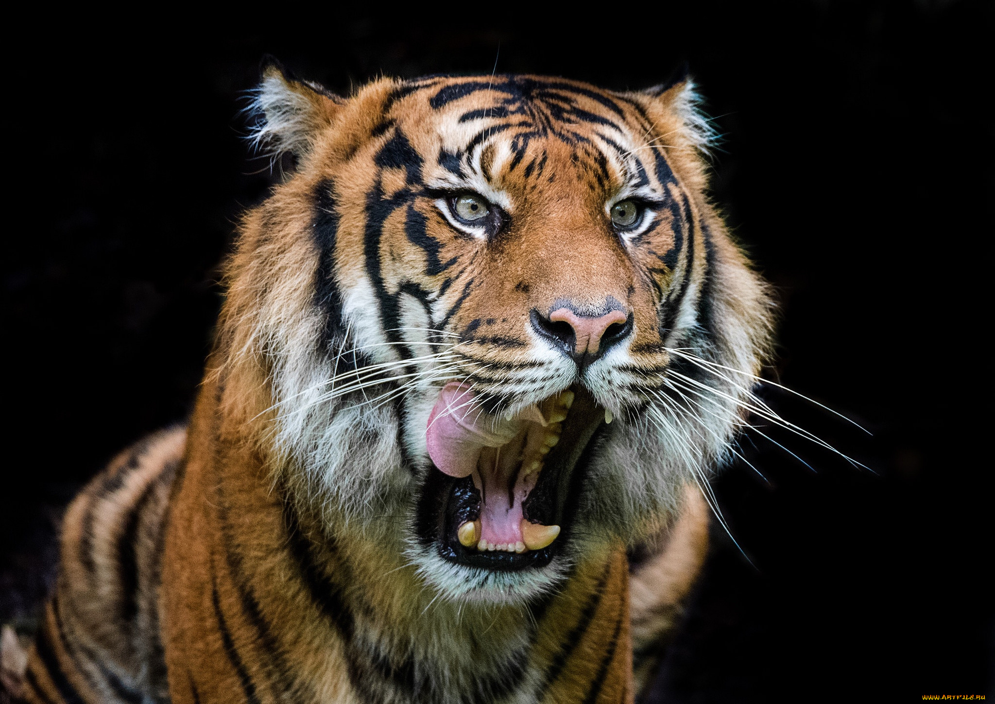 животные, тигры, хищник