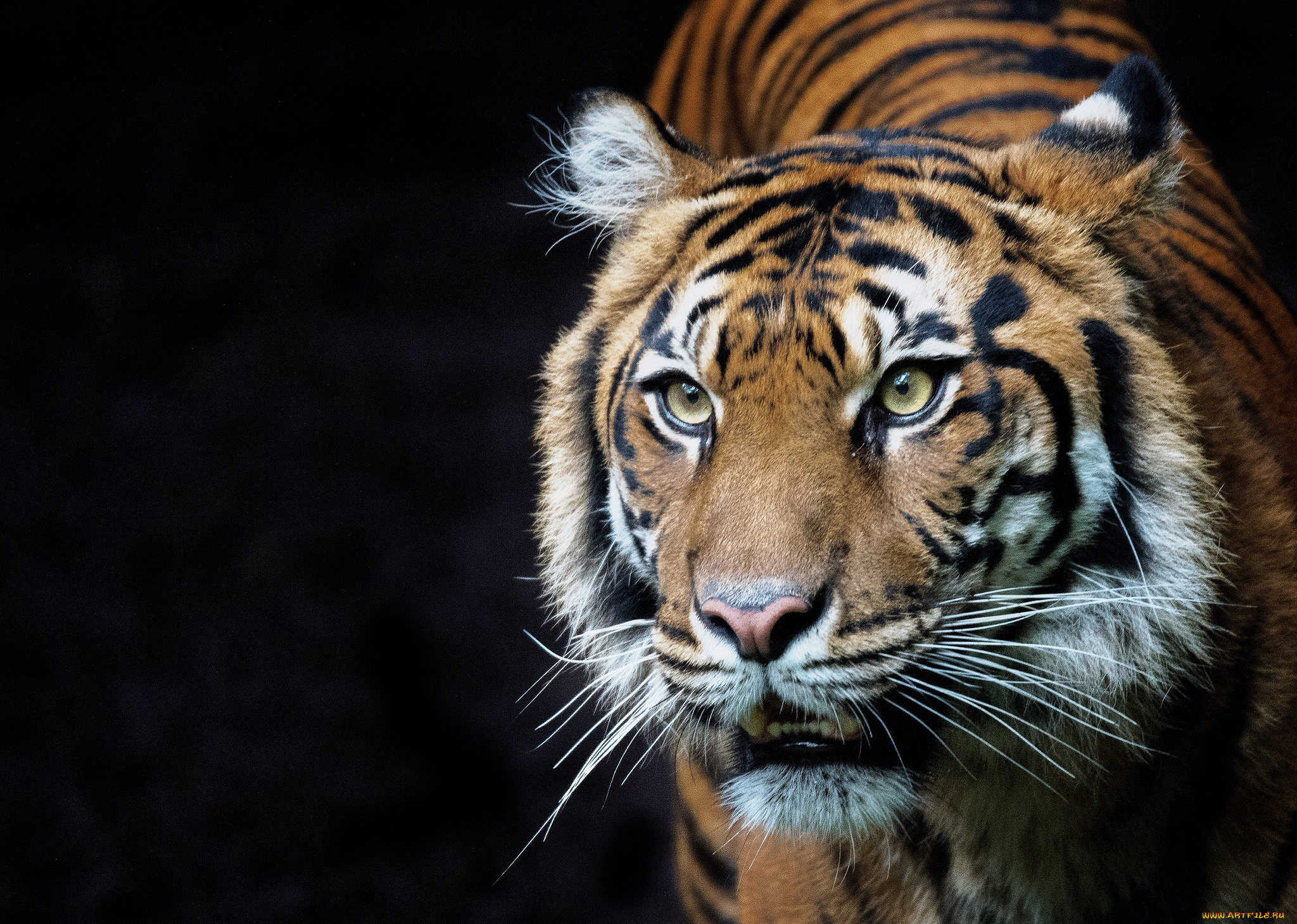 животные, тигры, хищник