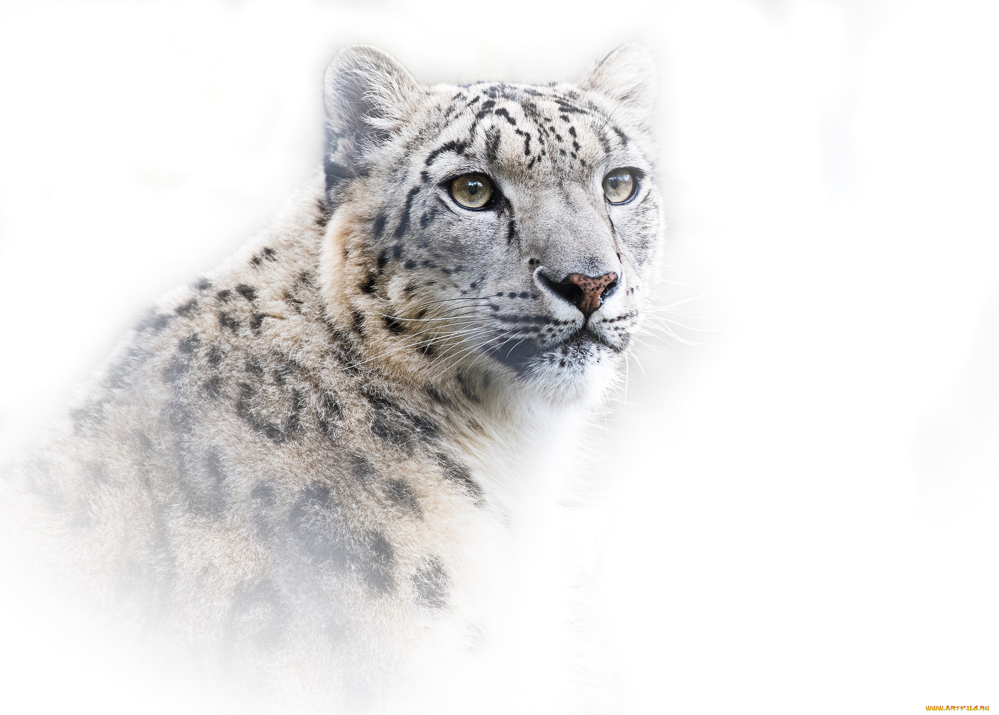 животные, снежный, барс, , ирбис, хищник