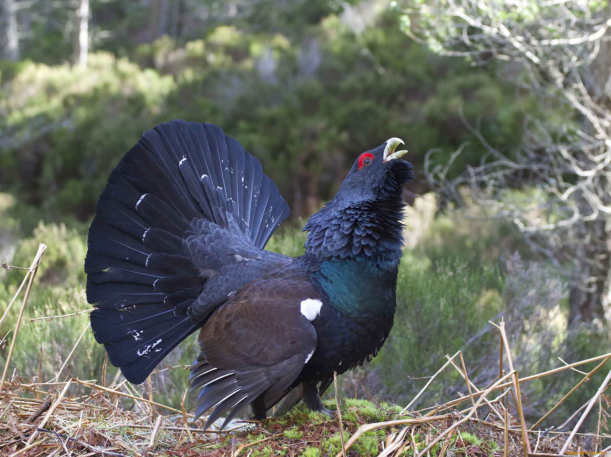 животные, глухари, , тетерева, птичка