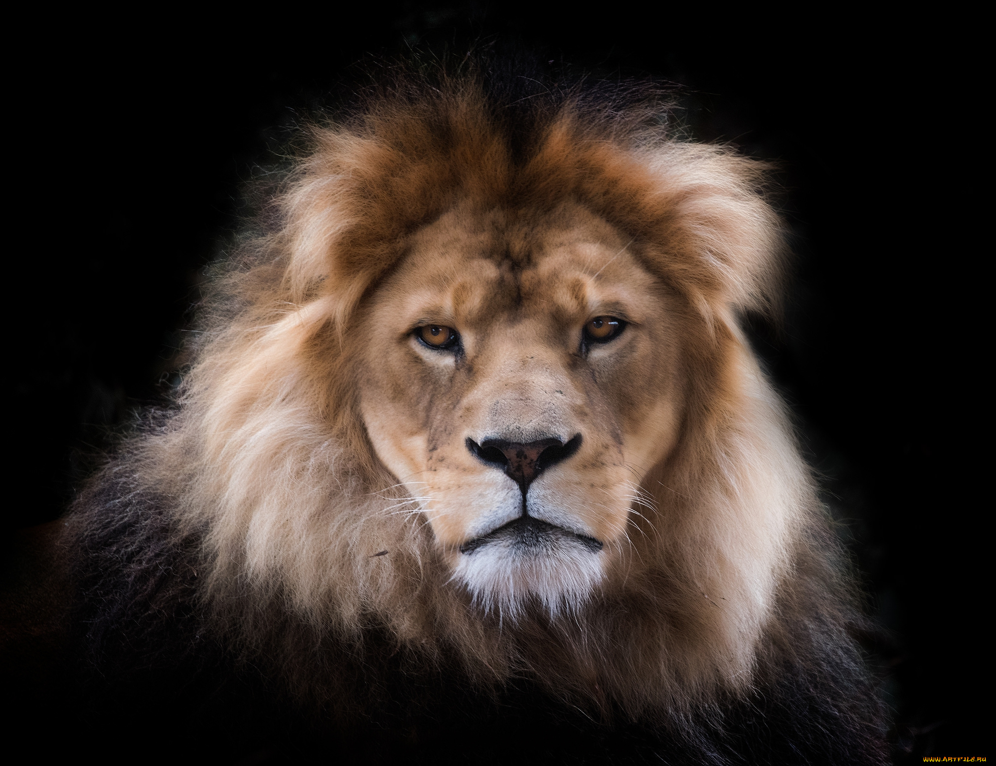 животные, львы, лев