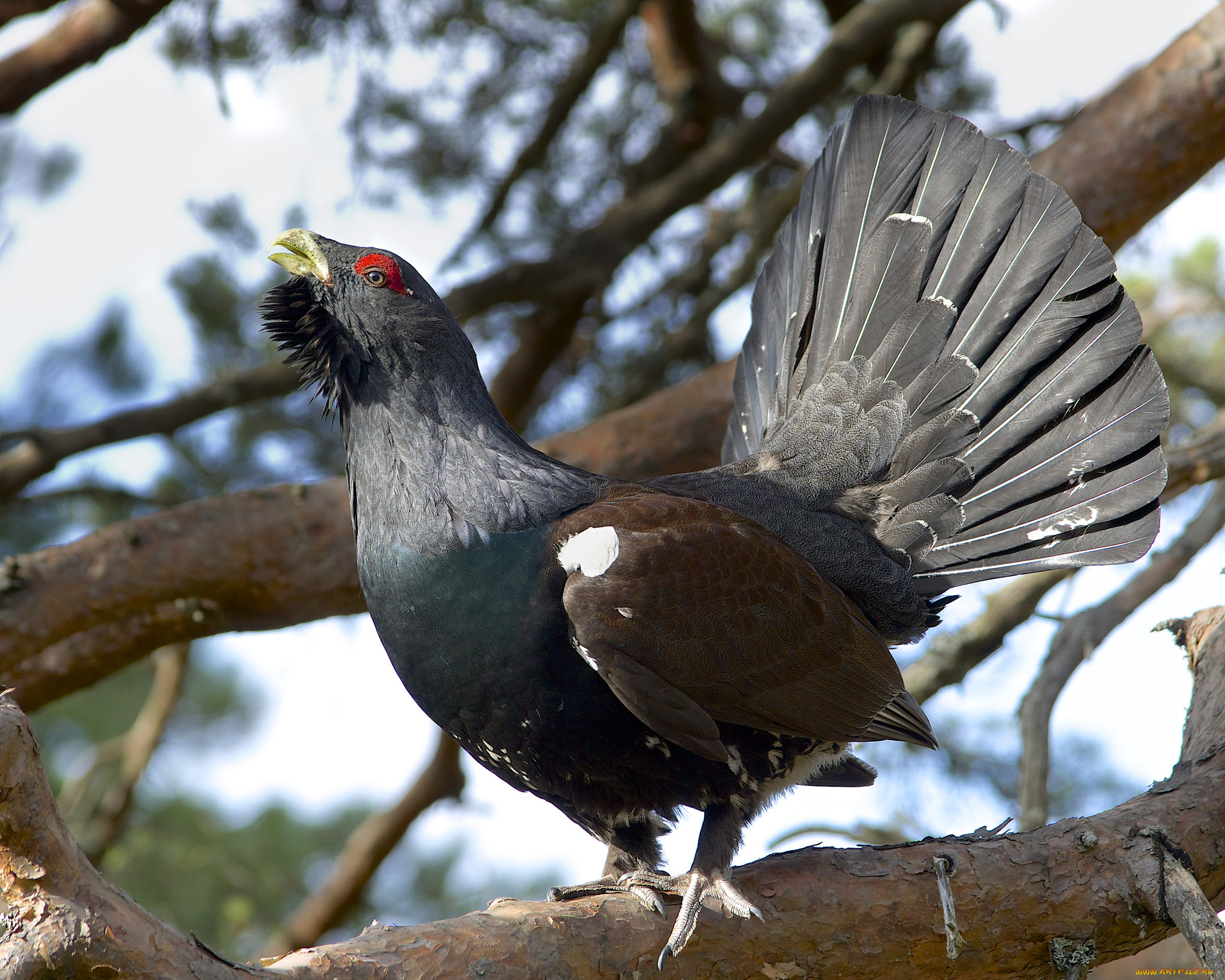 животные, глухари, , тетерева, птичка