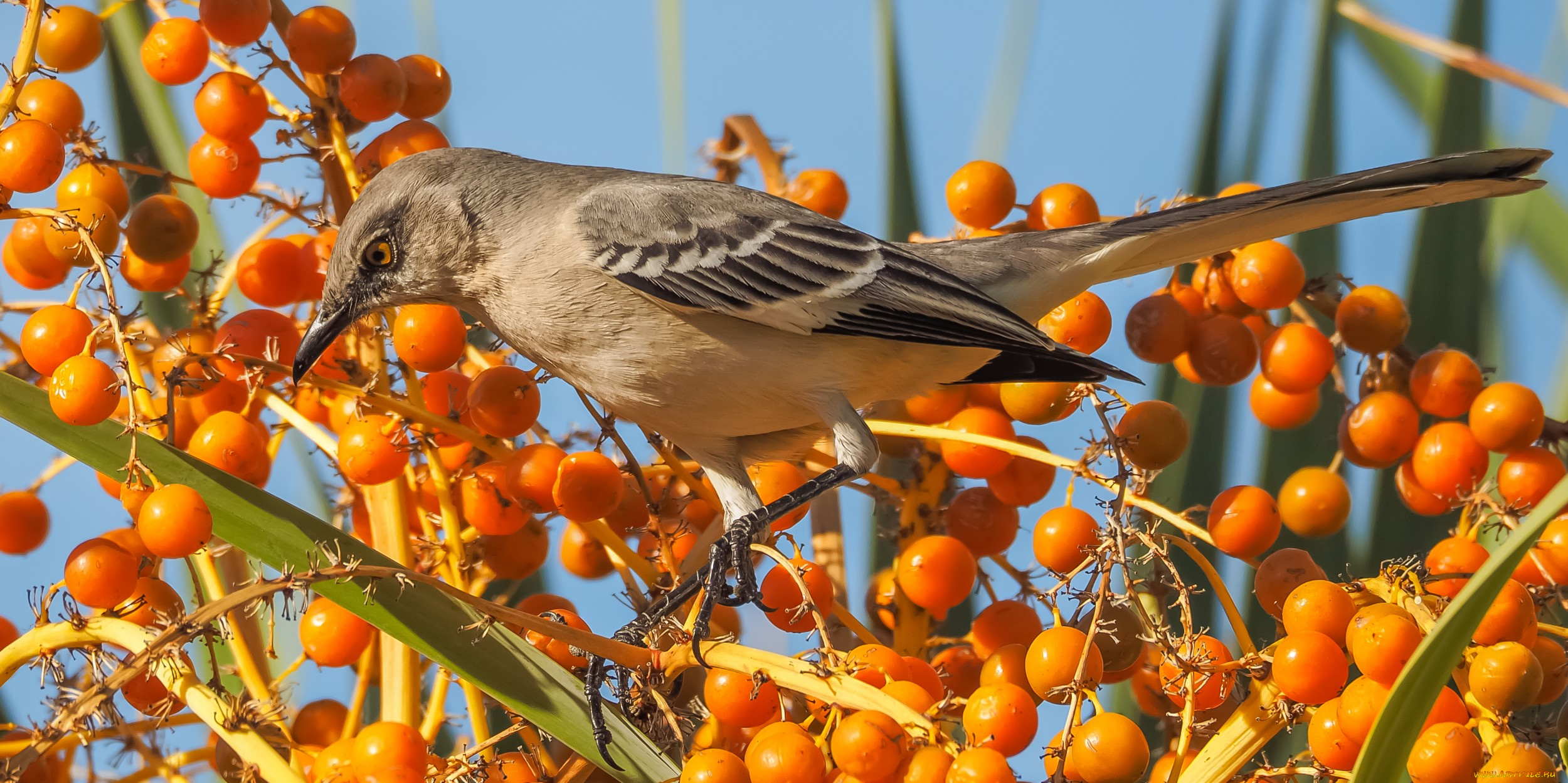 животные, птицы, птичка