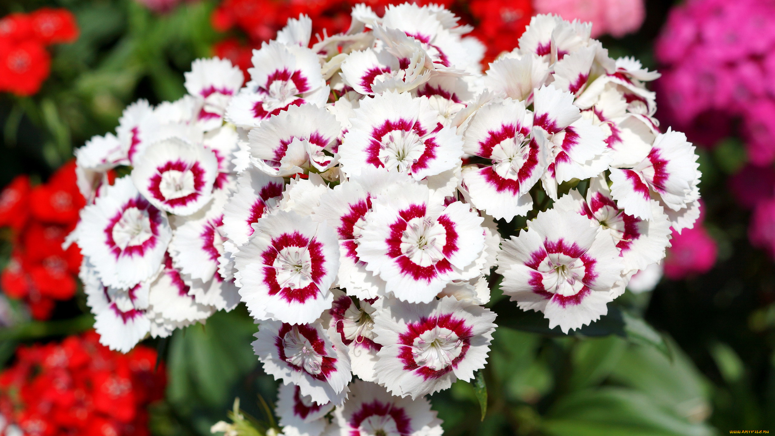 цветы, гвоздики, яркие