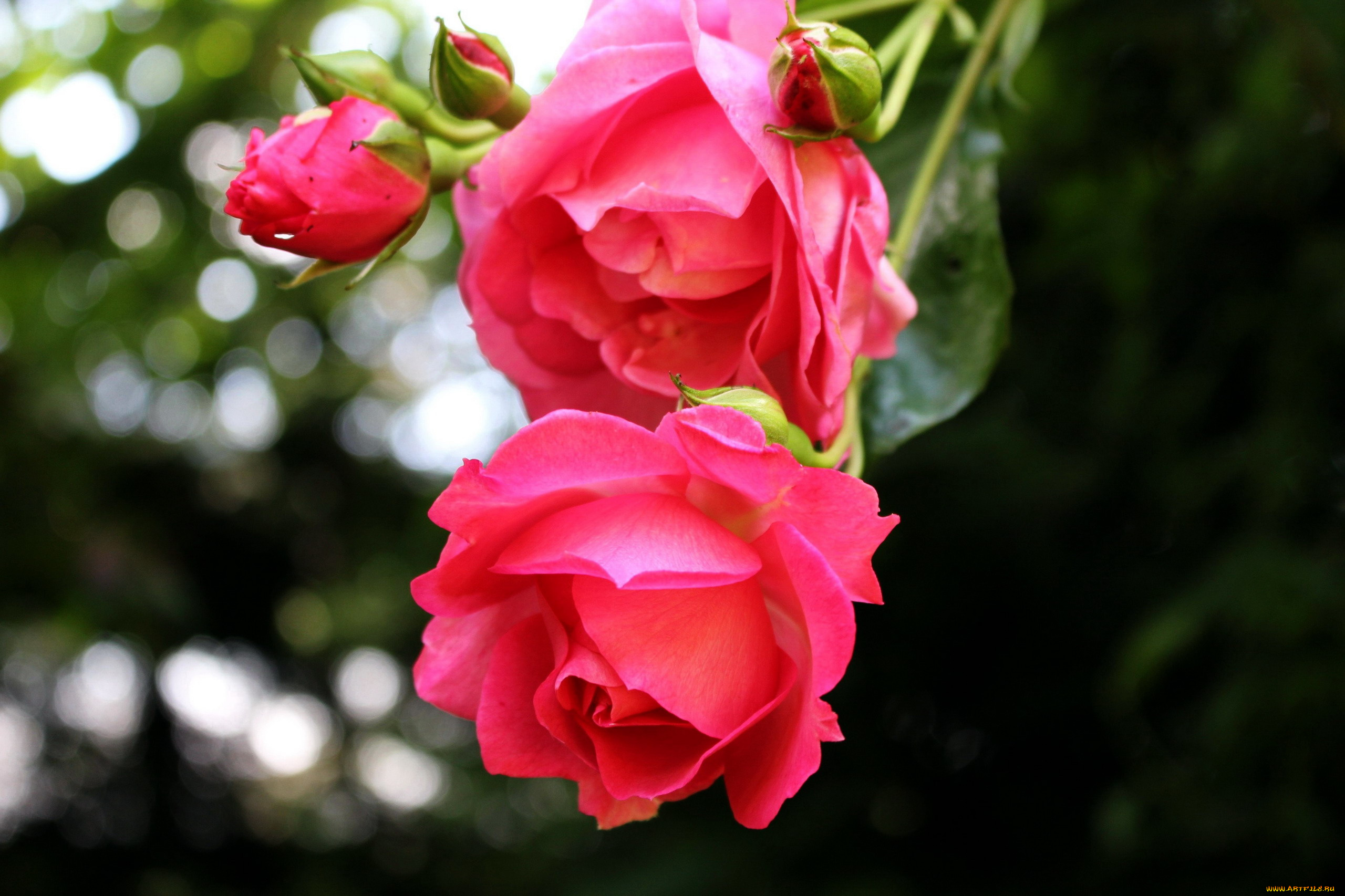 цветы, розы, розовый, бутоны