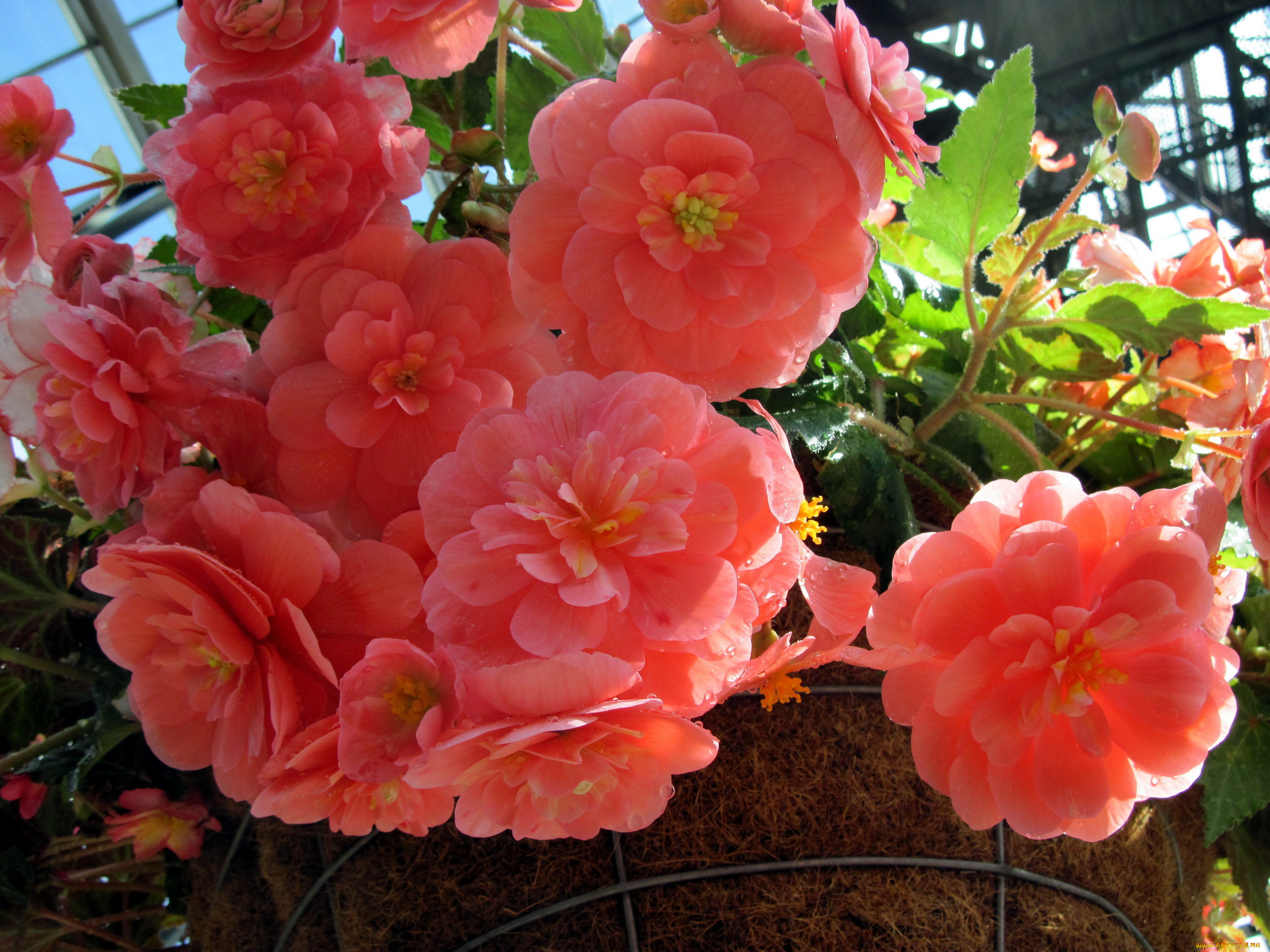 цветы, бегония, розовый