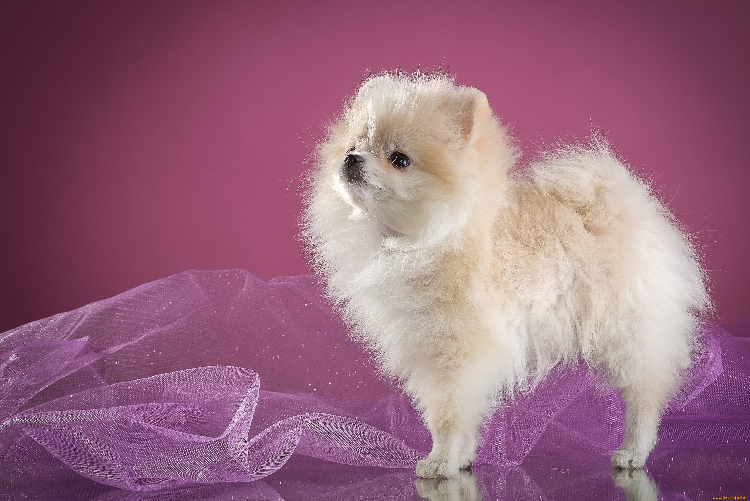 животные, собаки, вуаль, шпиц, белый