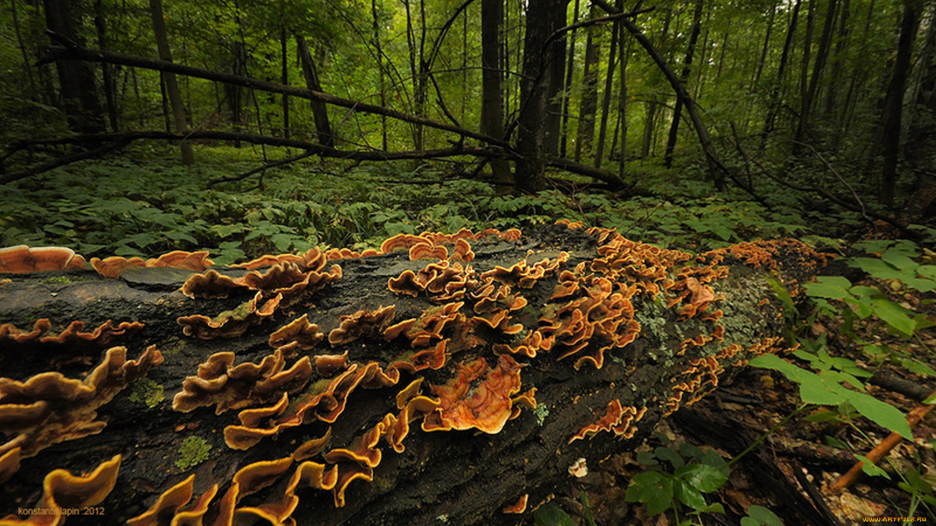 природа, лес, деревья