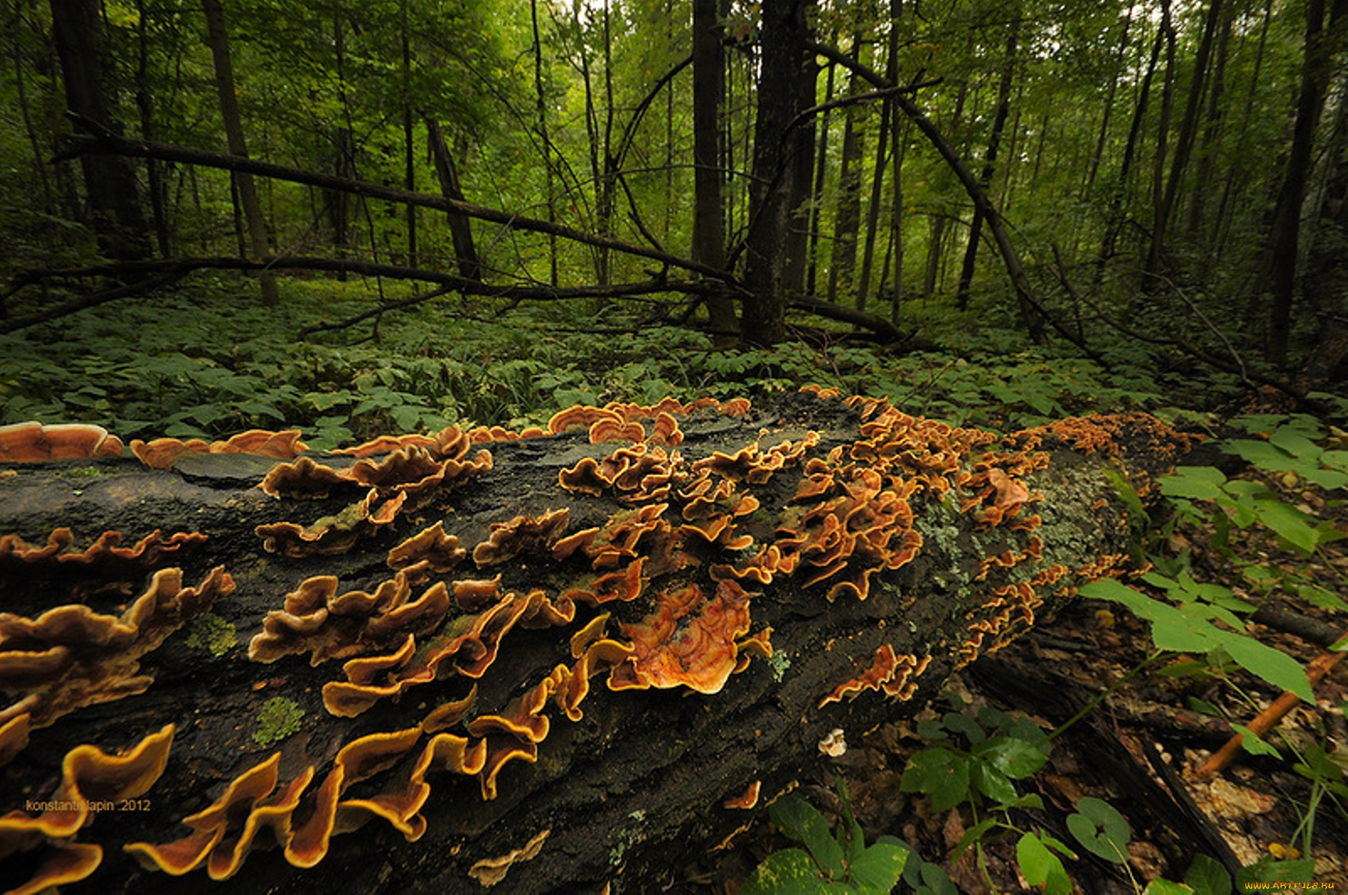 природа, лес, деревья