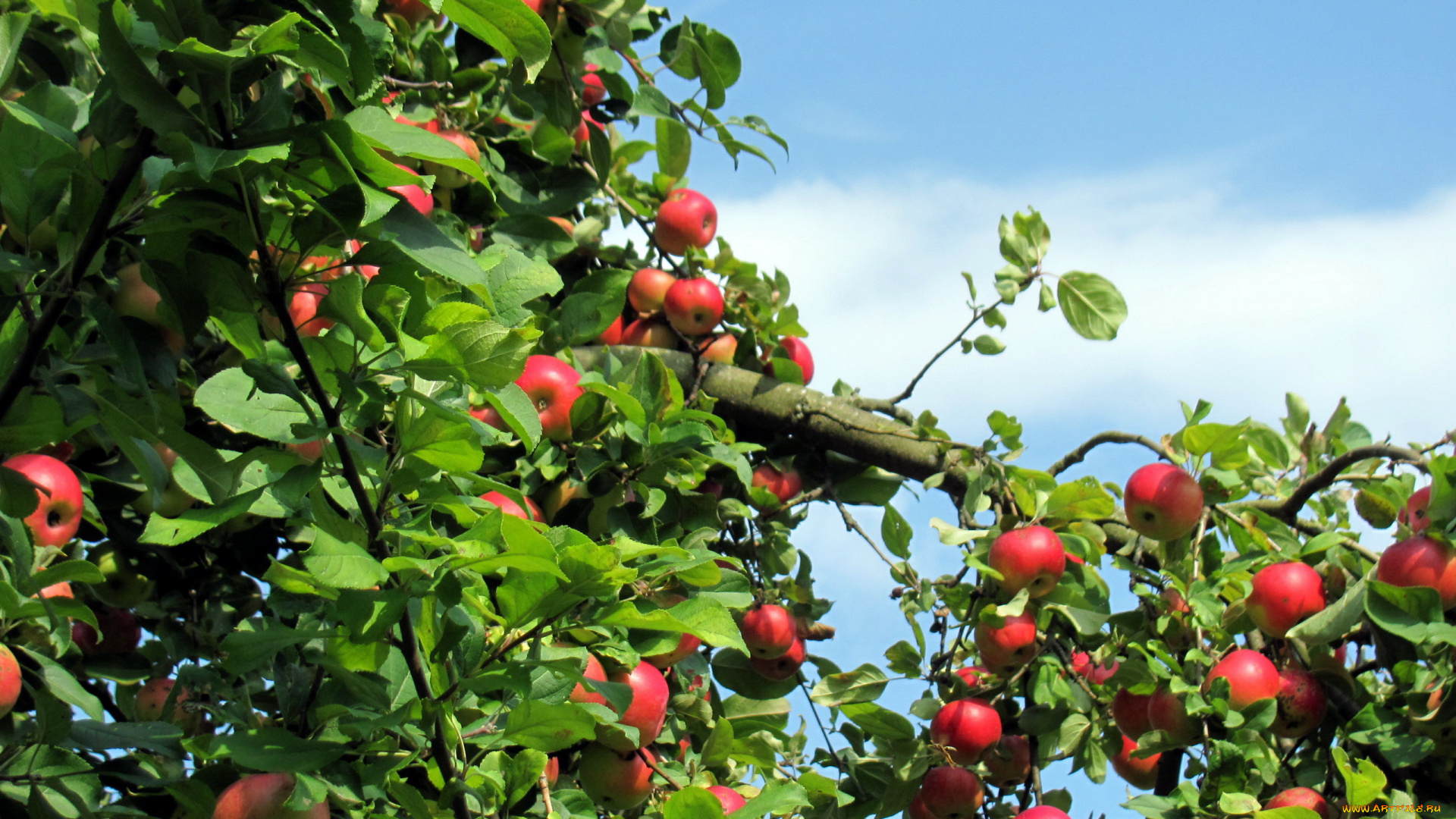 природа, плоды, яблоки