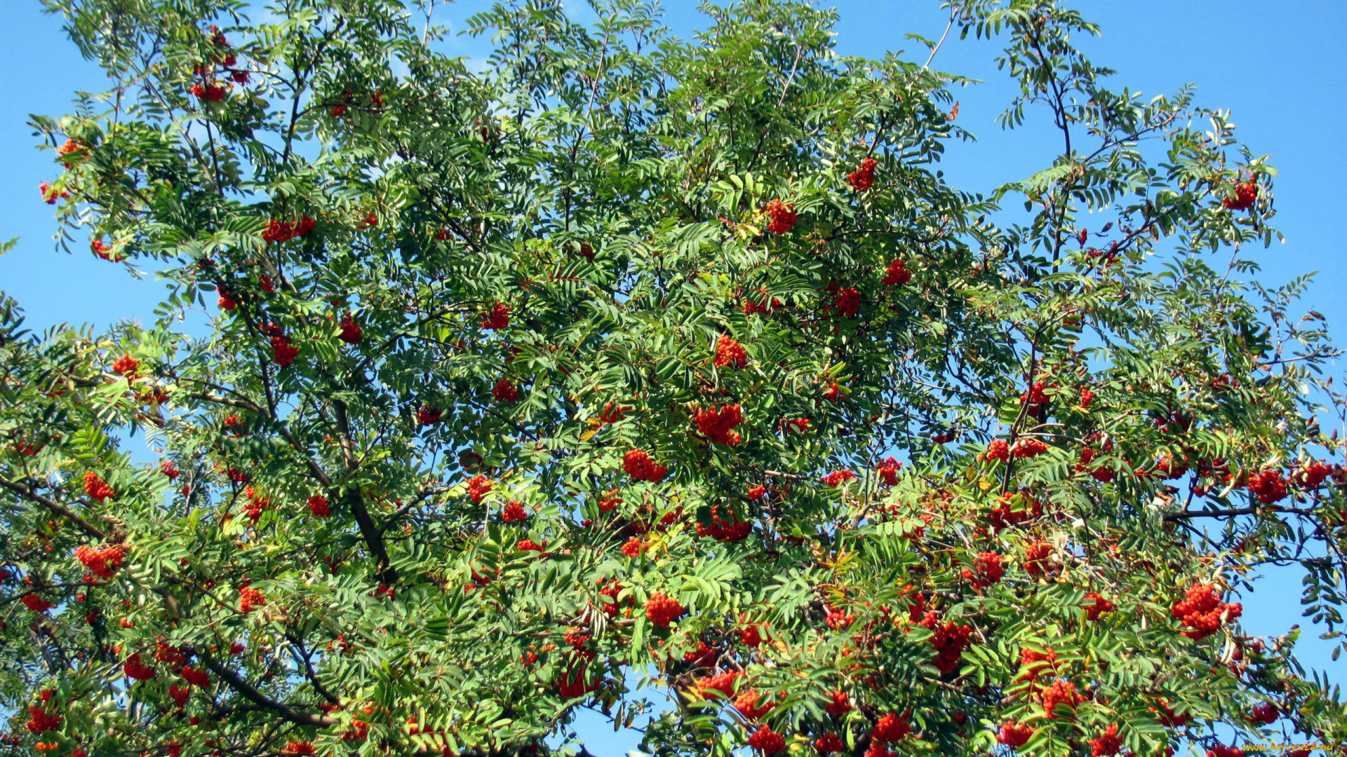 природа, ягоды, , рябина, осень, рябина, дерево