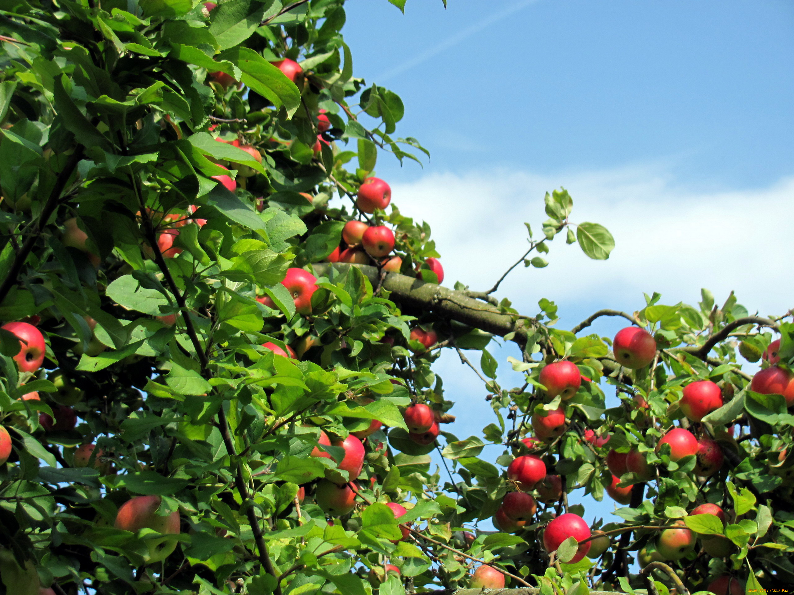 природа, плоды, яблоки